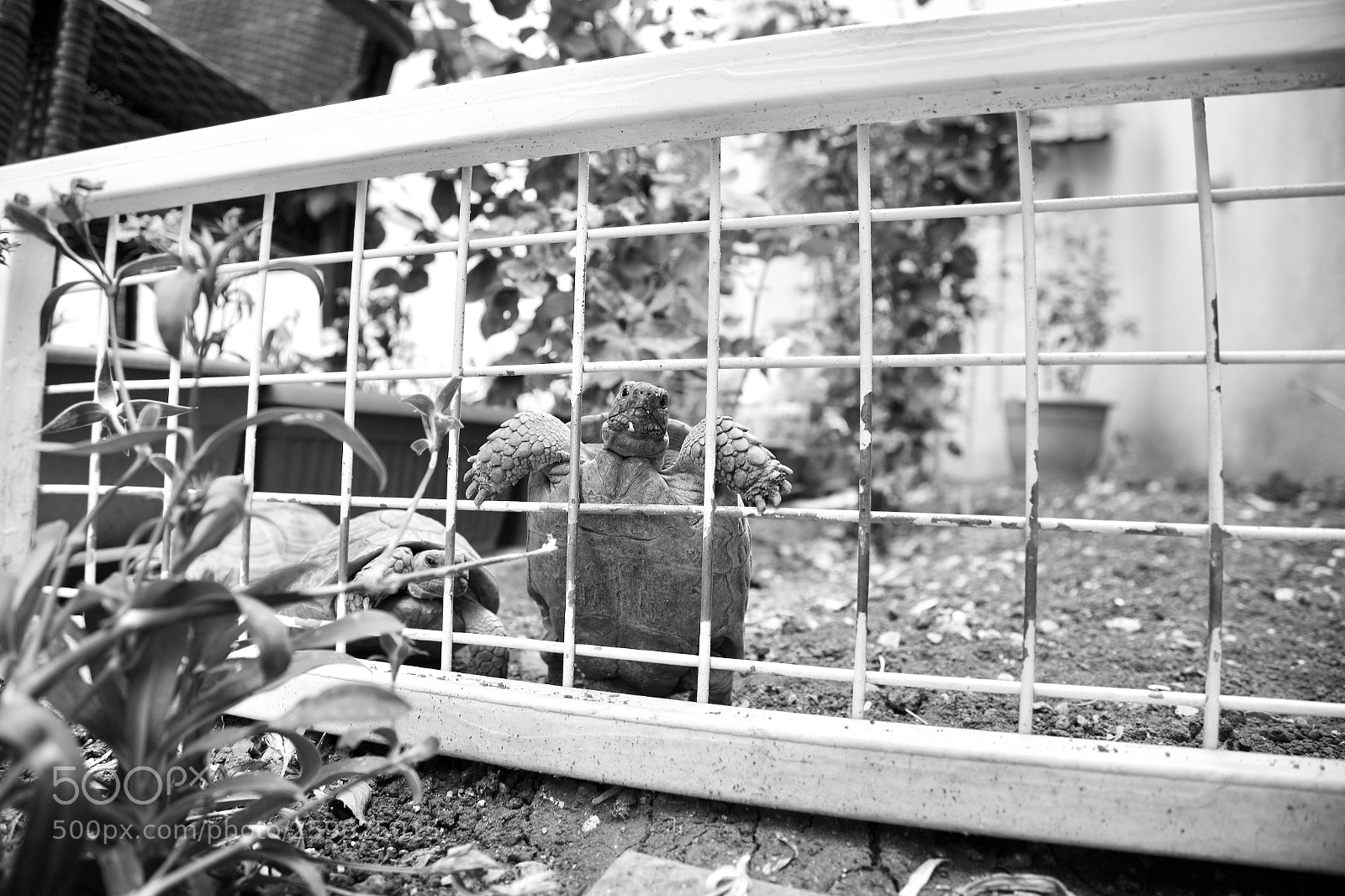 Canon EOS 6D sample photo. Tortoise standing photography