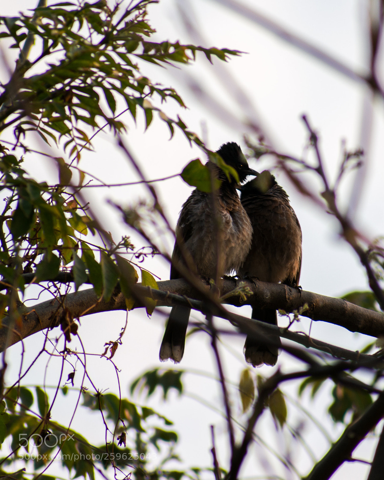Nikon D3400 sample photo. Birds in love photography