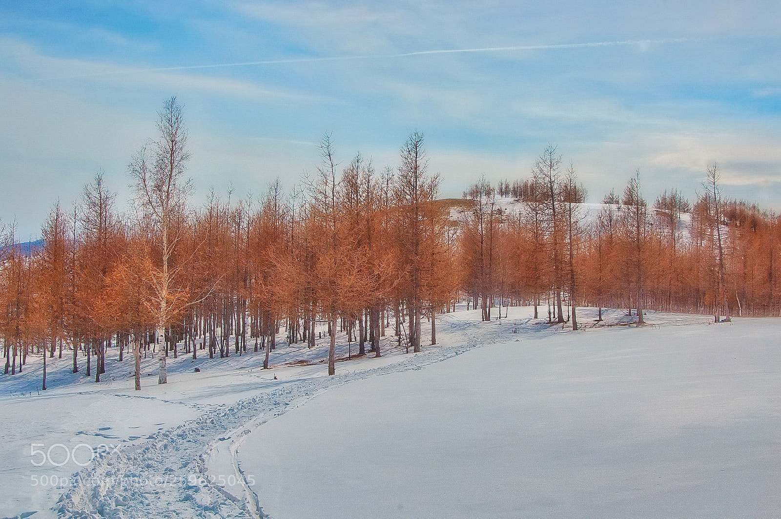 Nikon D40 sample photo. Trees in the hills photography