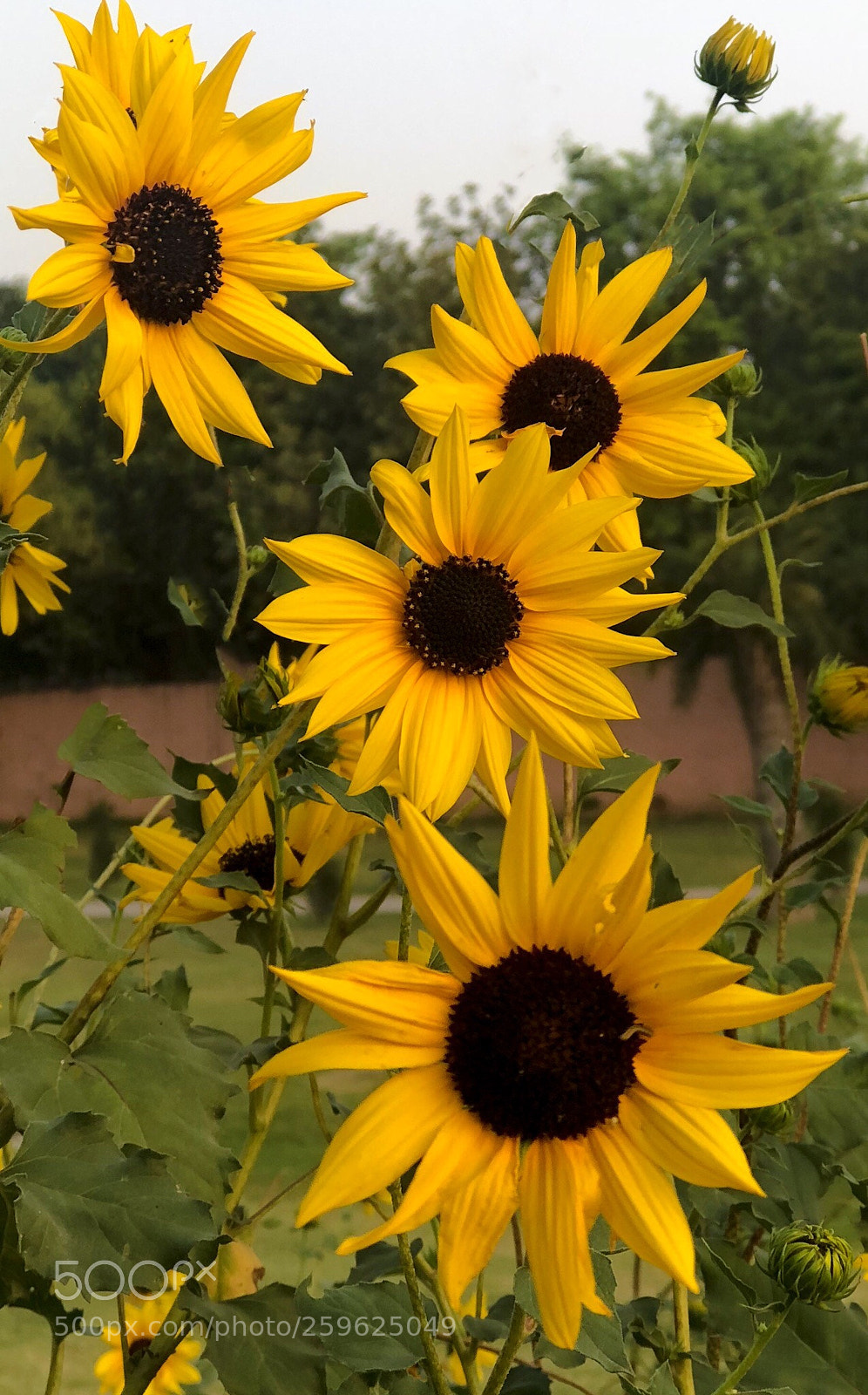 Apple iPhone 8 Plus sample photo. Sunflowers  photography