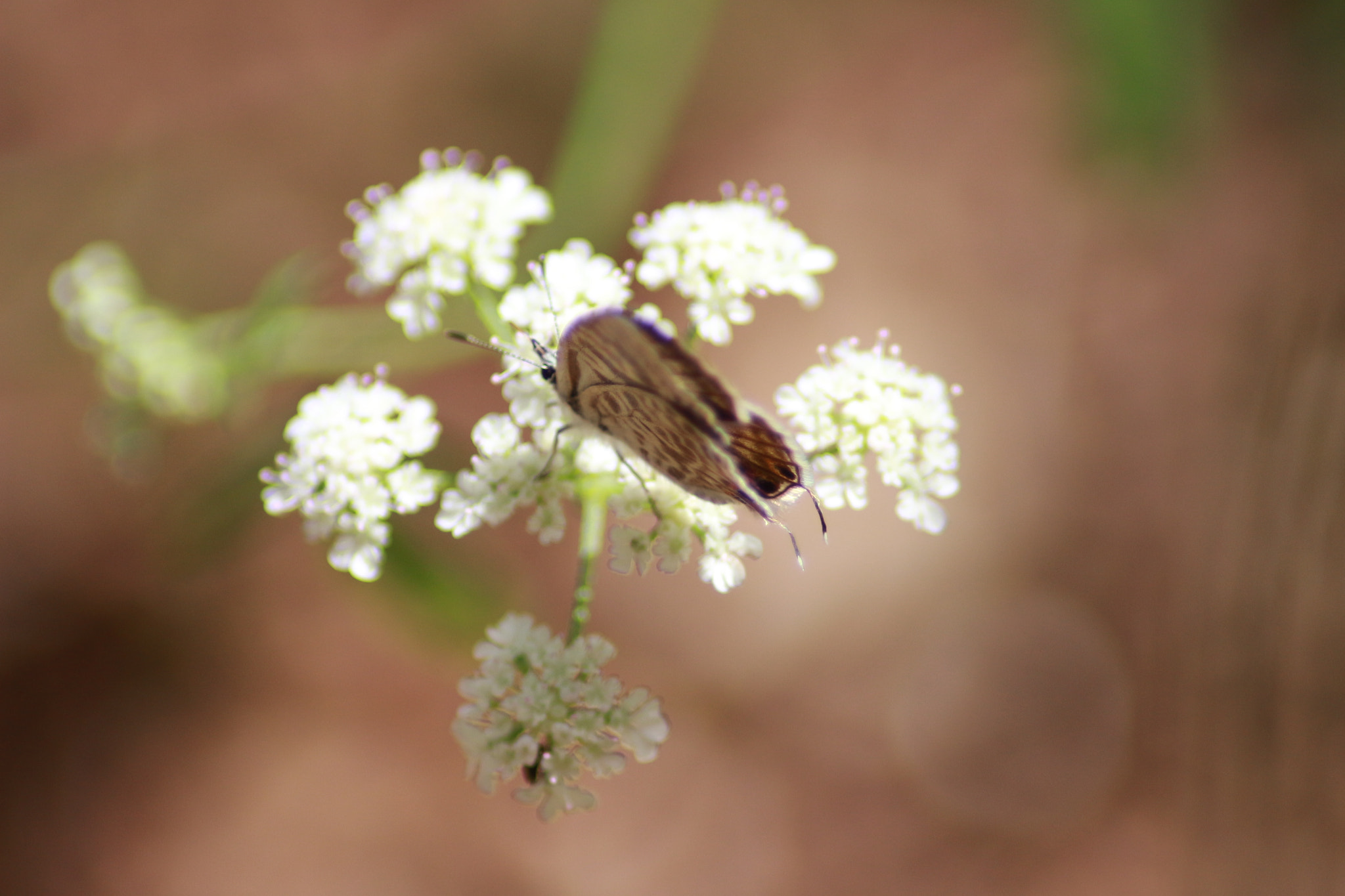Canon EOS 700D (EOS Rebel T5i / EOS Kiss X7i) sample photo. Butter photography