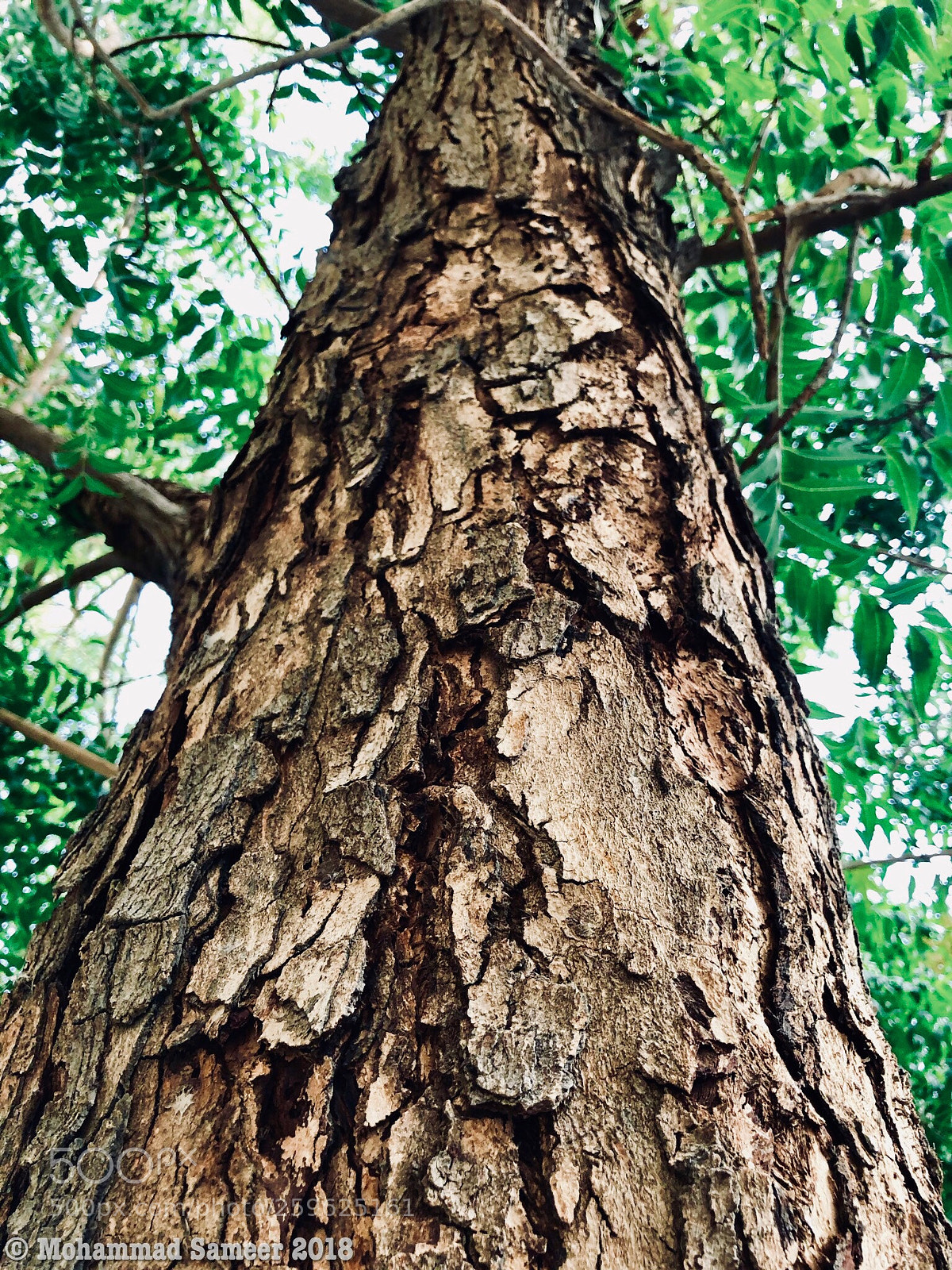Apple iPhone X sample photo. Tree with many stories photography