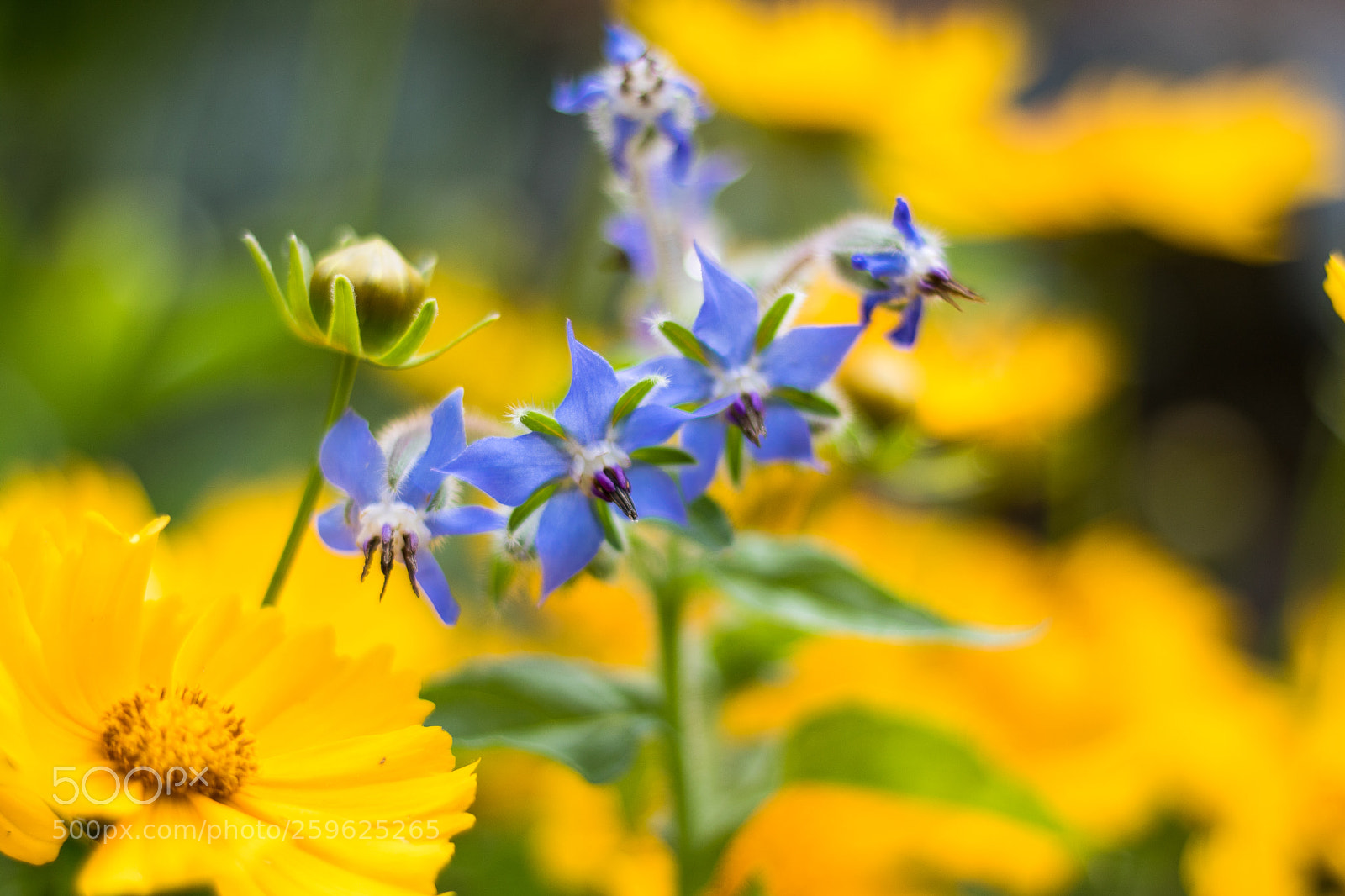 Canon EOS 750D (EOS Rebel T6i / EOS Kiss X8i) sample photo. Spring joy photography