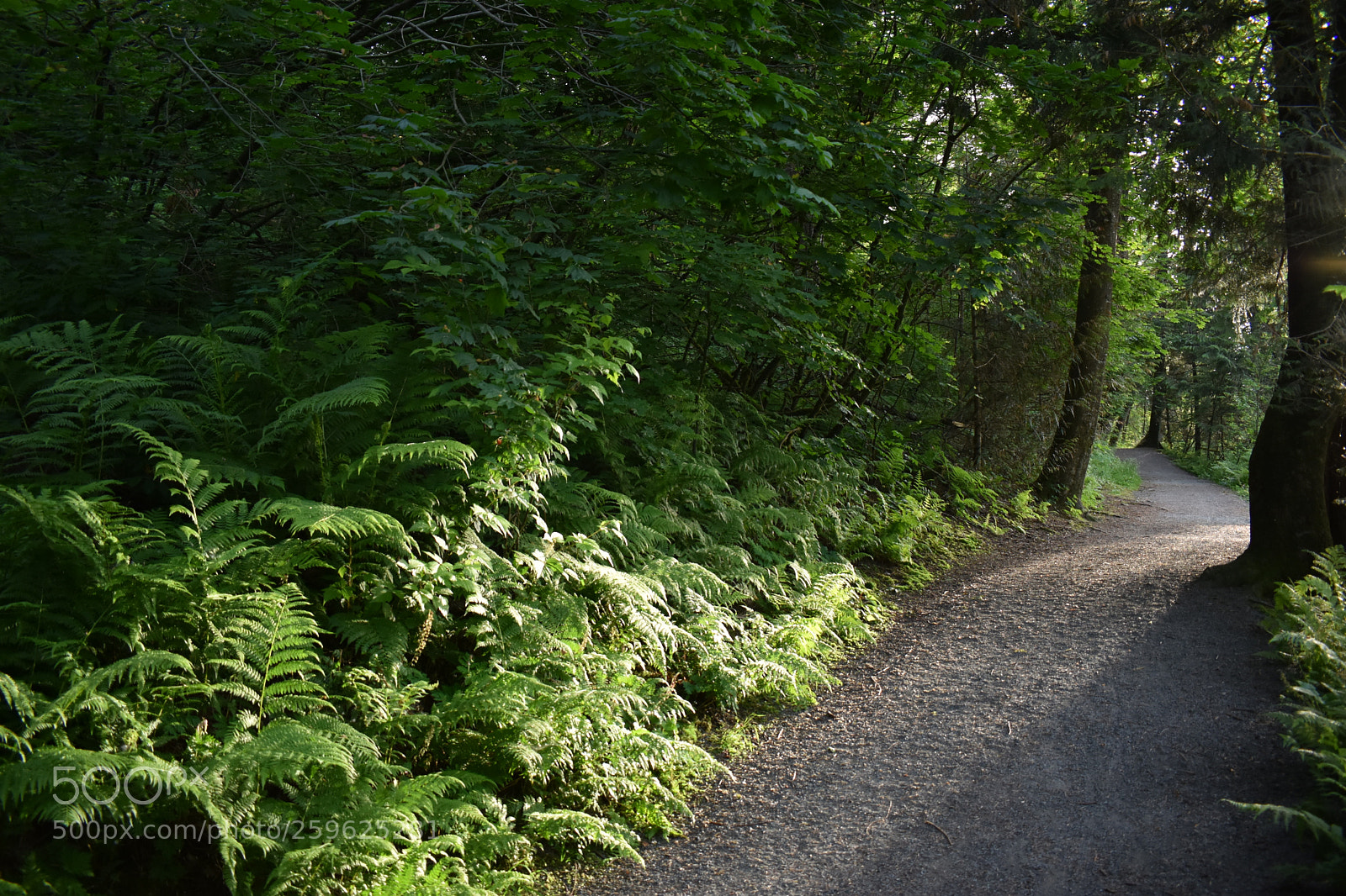 Nikon D3400 sample photo. Path to somewhere photography