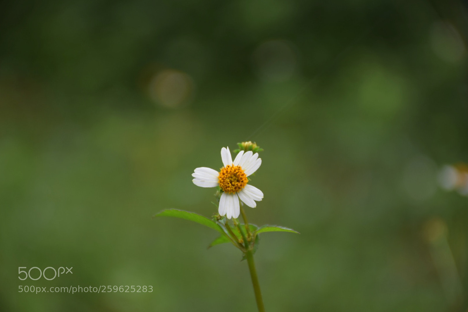 Nikon D5300 sample photo. Natural photo, potrait photography
