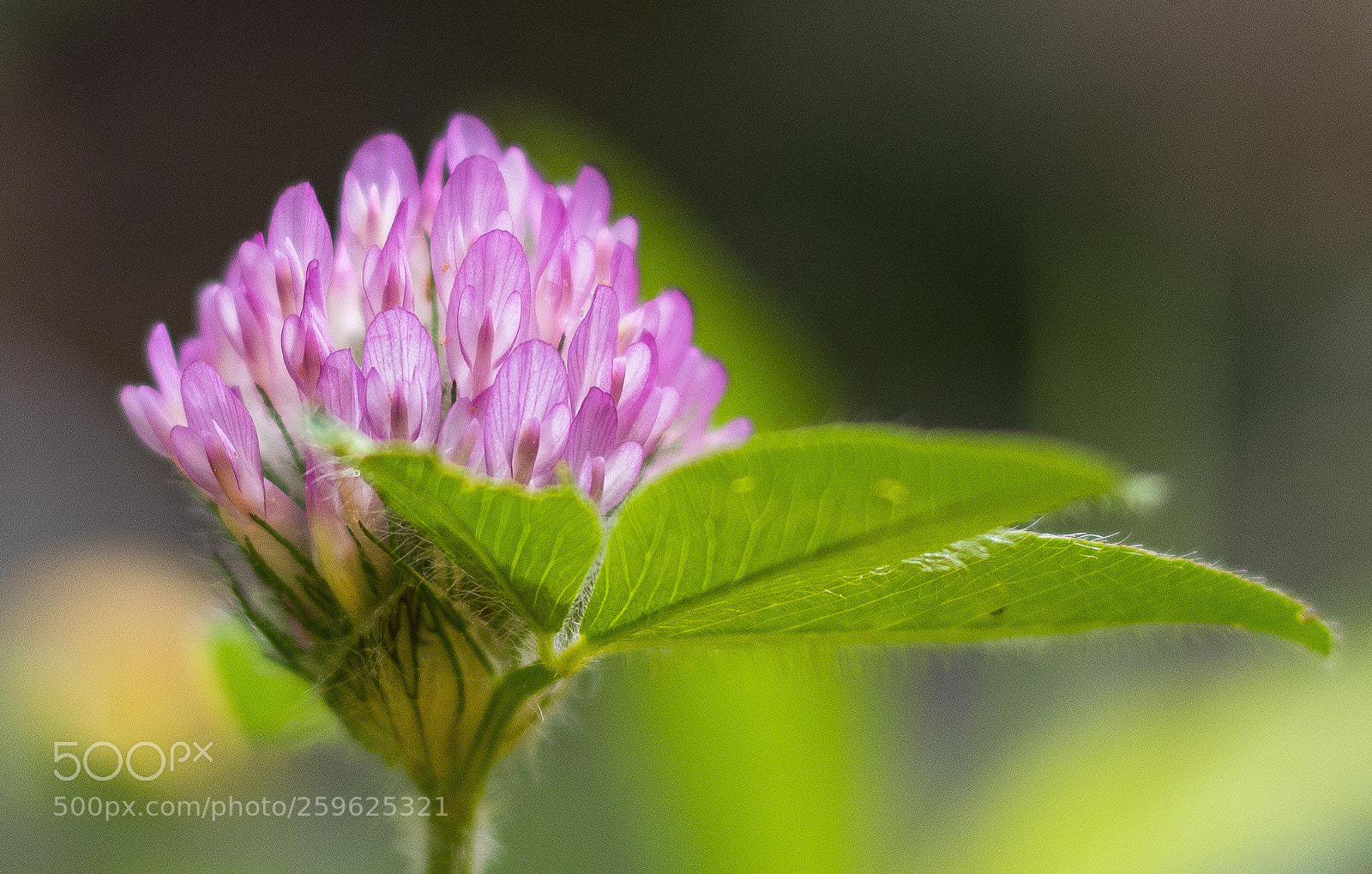 Canon EOS 750D (EOS Rebel T6i / EOS Kiss X8i) sample photo. Pink clover photography