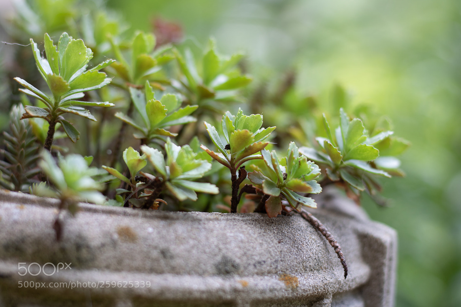Canon EOS 750D (EOS Rebel T6i / EOS Kiss X8i) sample photo. Succulent life photography