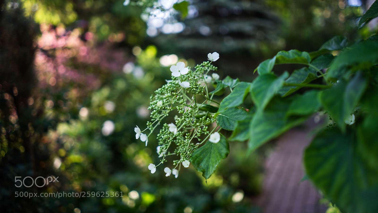 Sony a7 II sample photo. Dsc photography