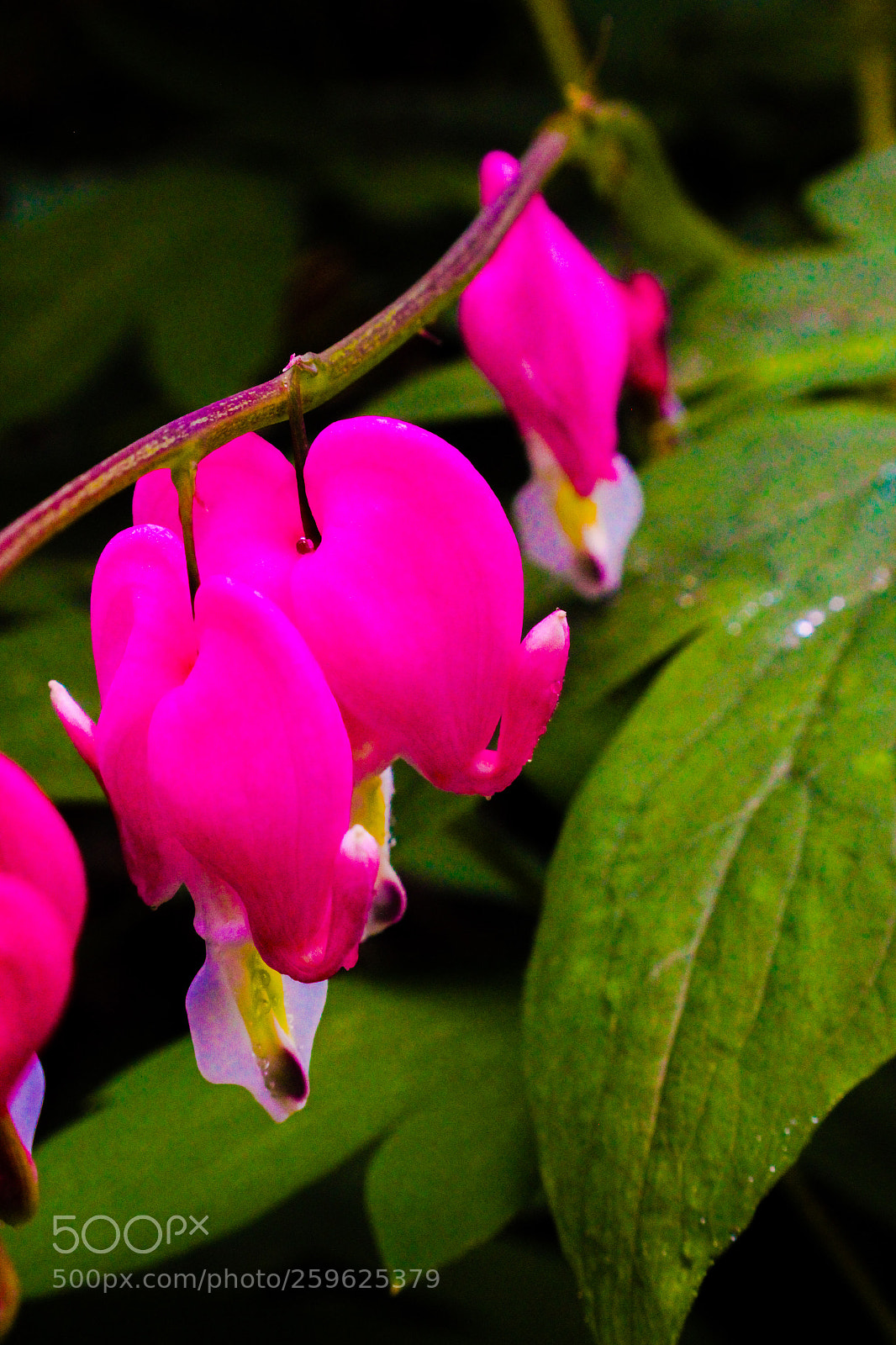 Canon EOS 1300D (EOS Rebel T6 / EOS Kiss X80) sample photo. Bleeding hearts photography