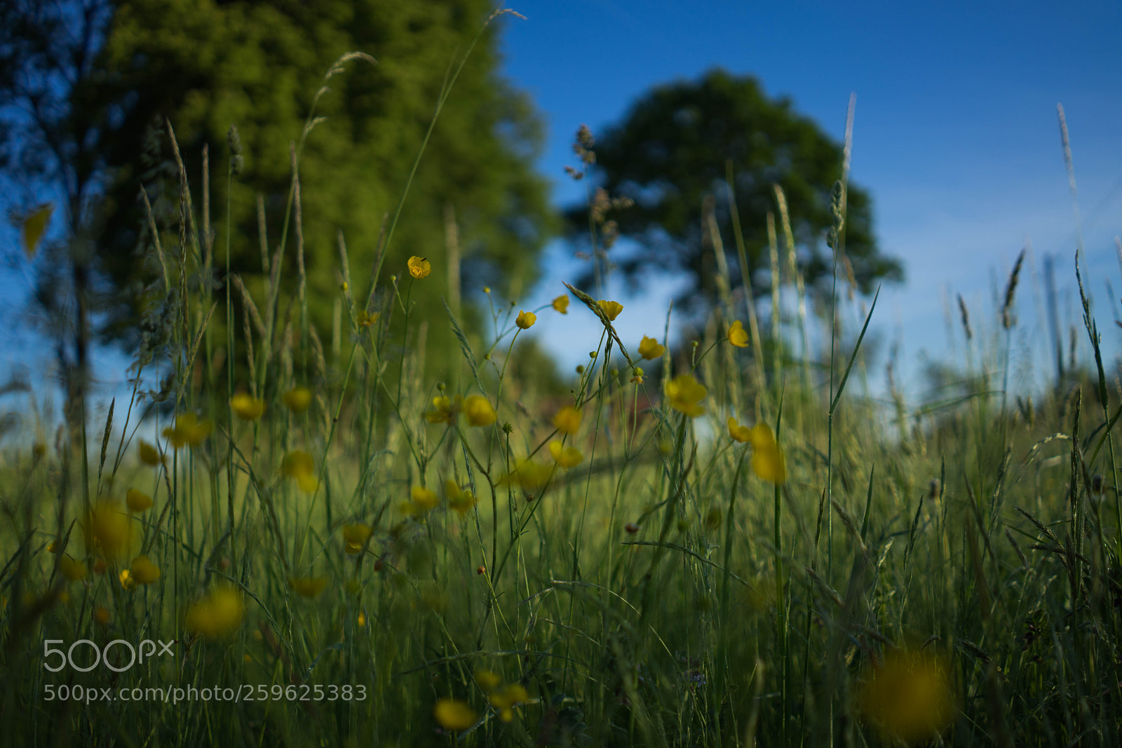 Sony a7 II sample photo. Dsc photography