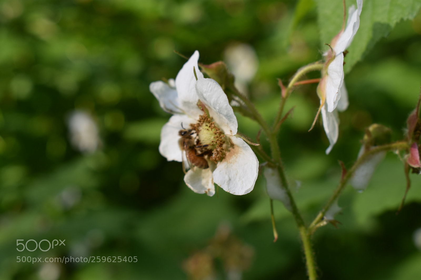 Nikon D3400 sample photo. White flower photography