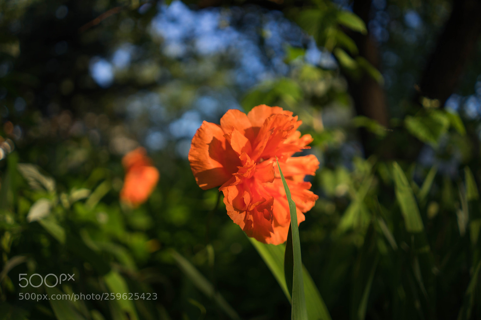 Sony a7 II sample photo. Dsc photography