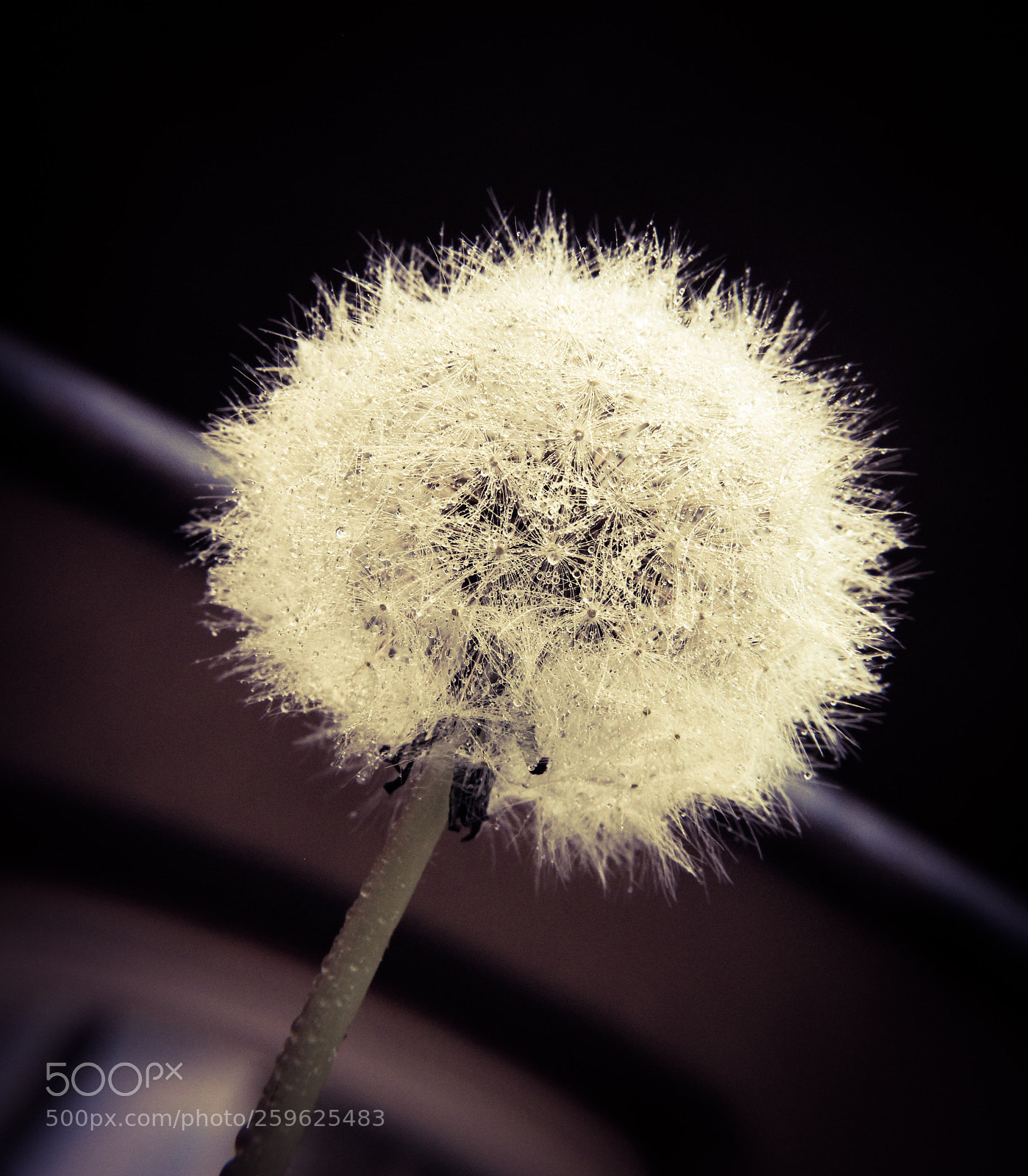 Canon EOS 1300D (EOS Rebel T6 / EOS Kiss X80) sample photo. Dandelion photography