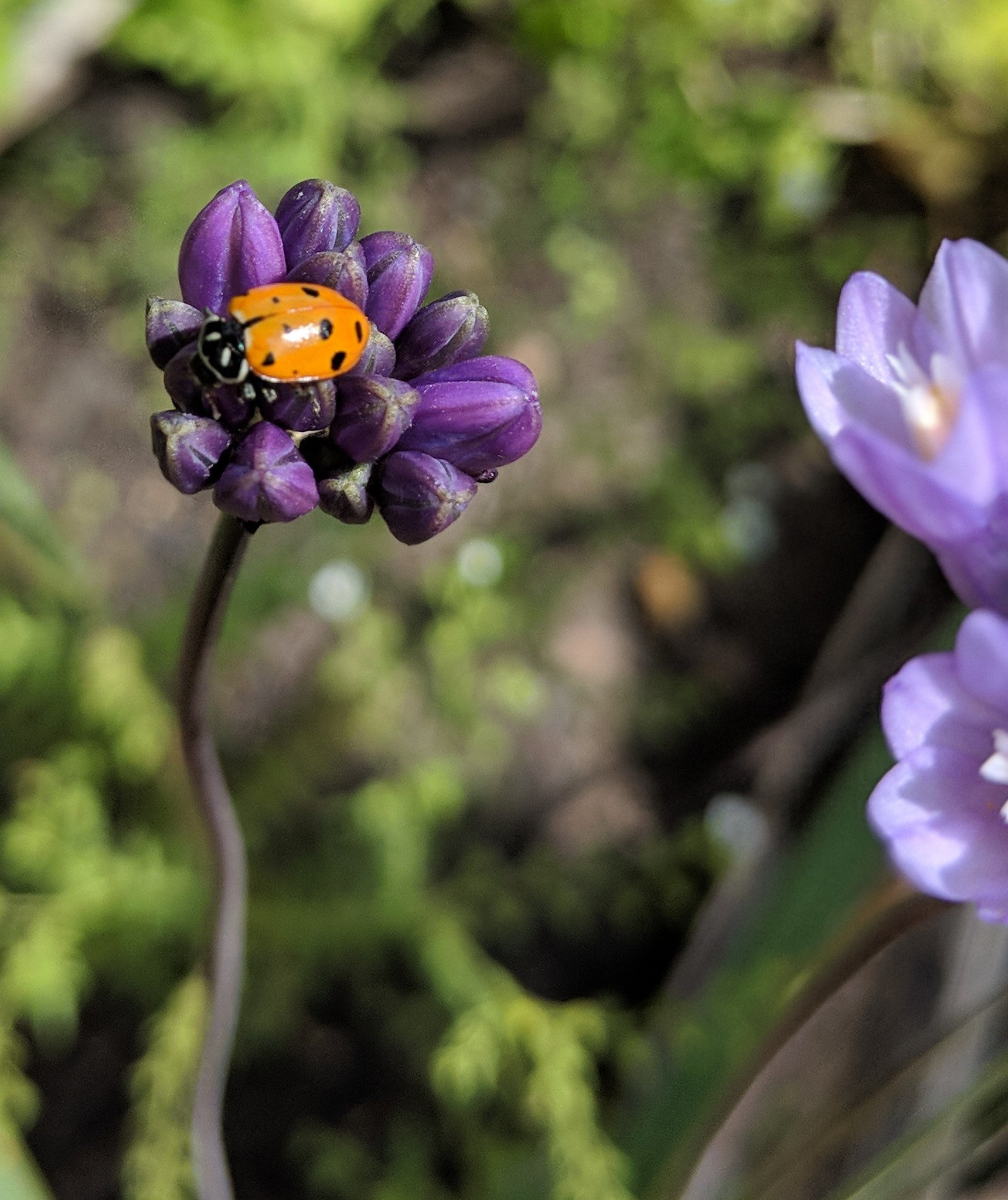 Google Pixel 2 XL sample photo