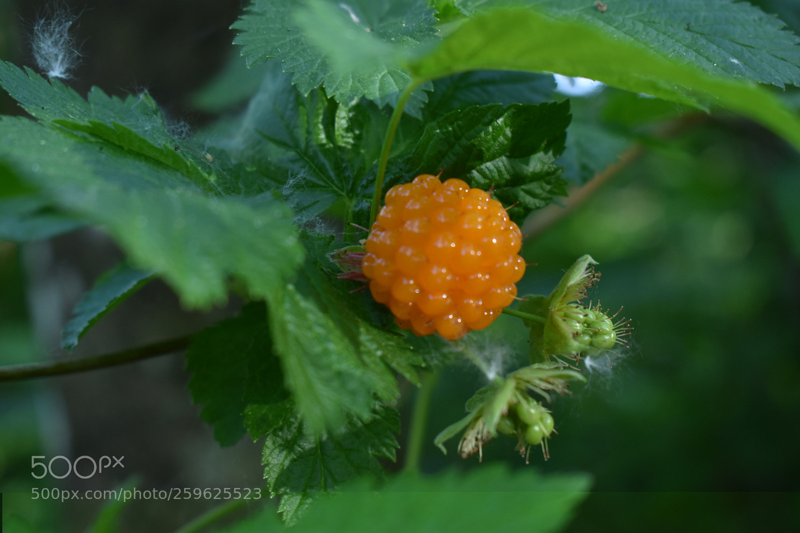 Nikon D3400 sample photo. Berry season photography