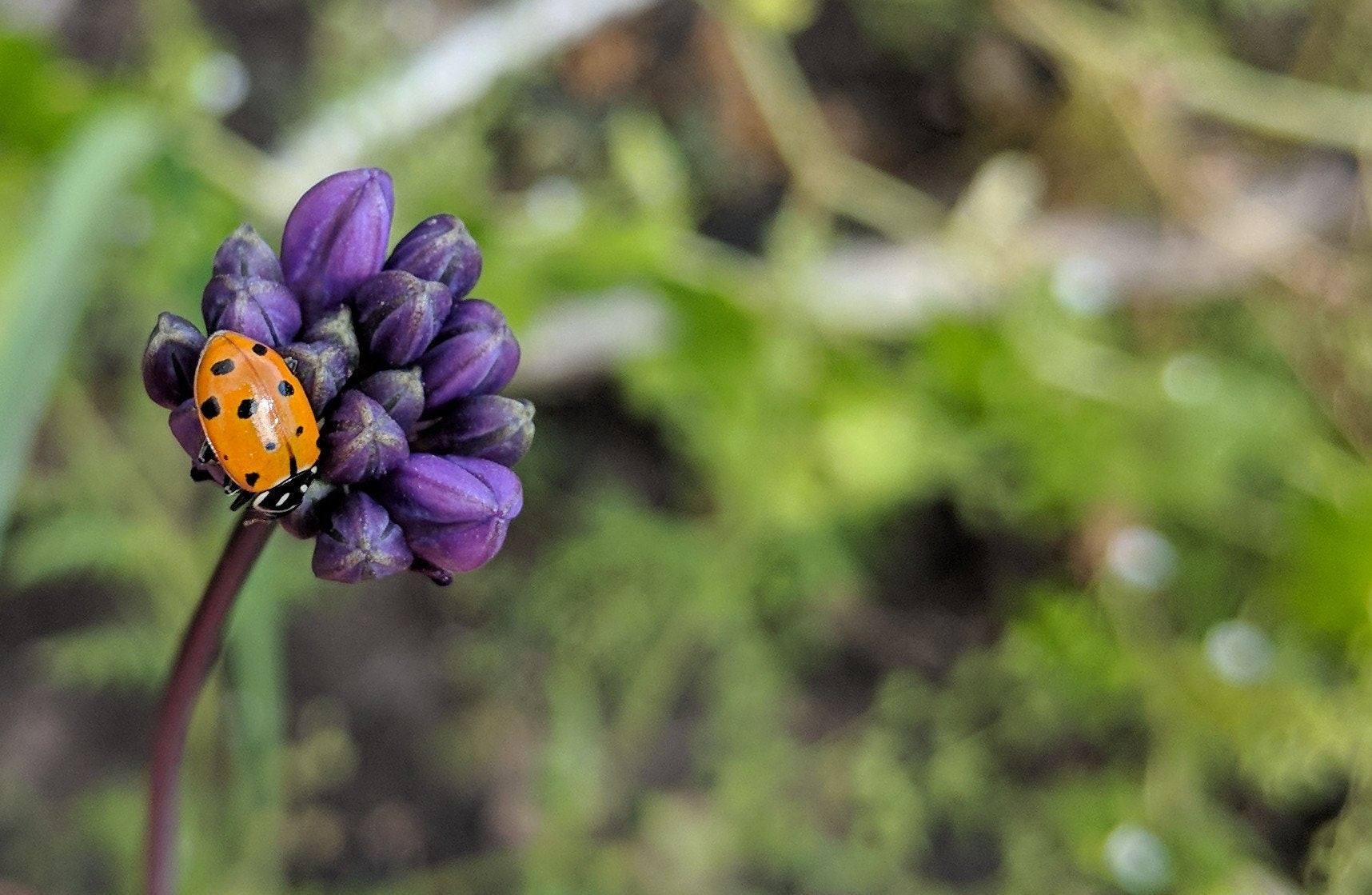 Google Pixel 2 XL sample photo