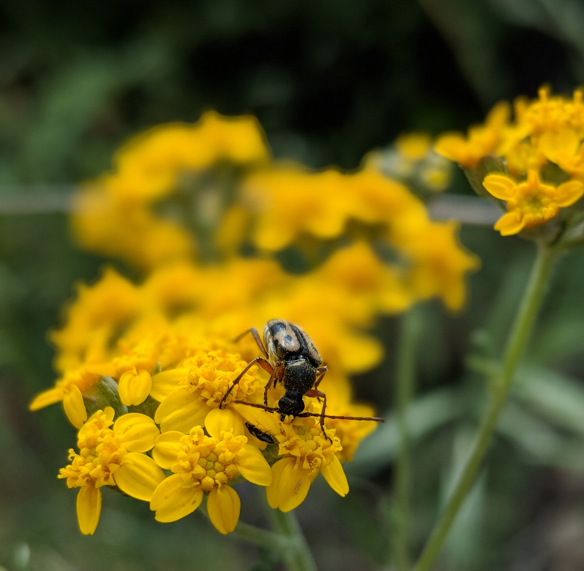 Google Pixel 2 XL sample photo