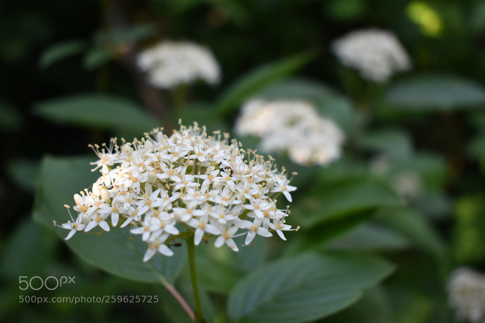 Nikon D3400 sample photo. White flowers photography