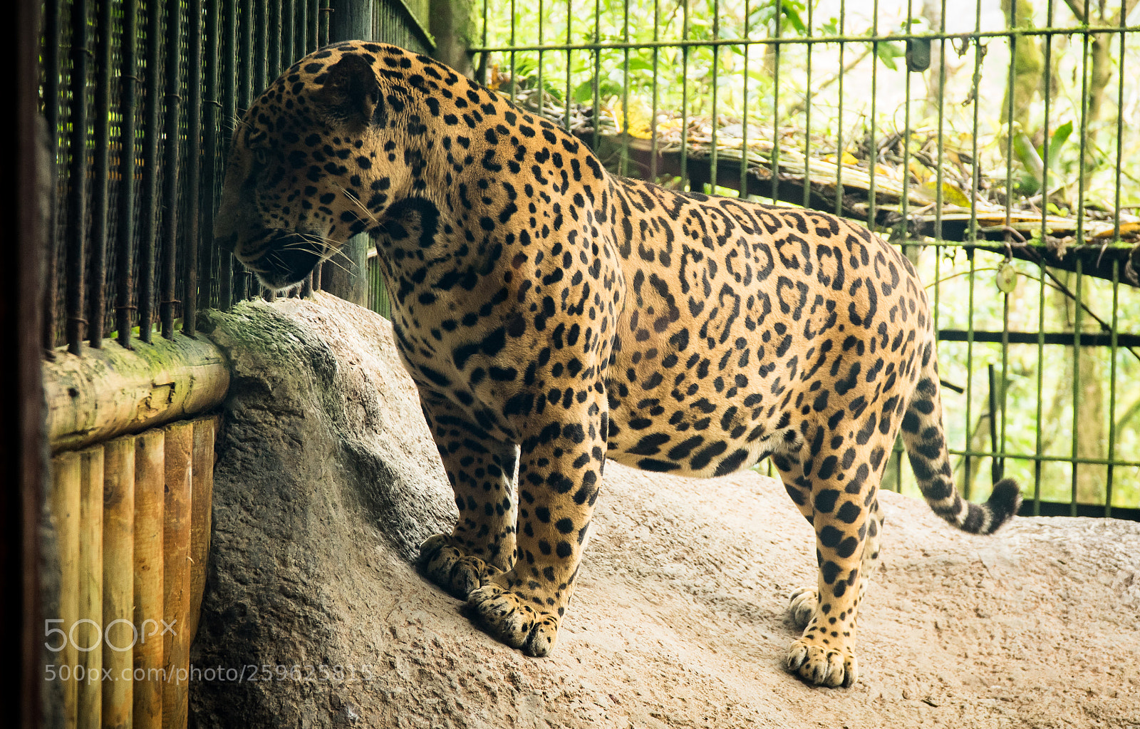 Sony a7R sample photo. Jaguar photography