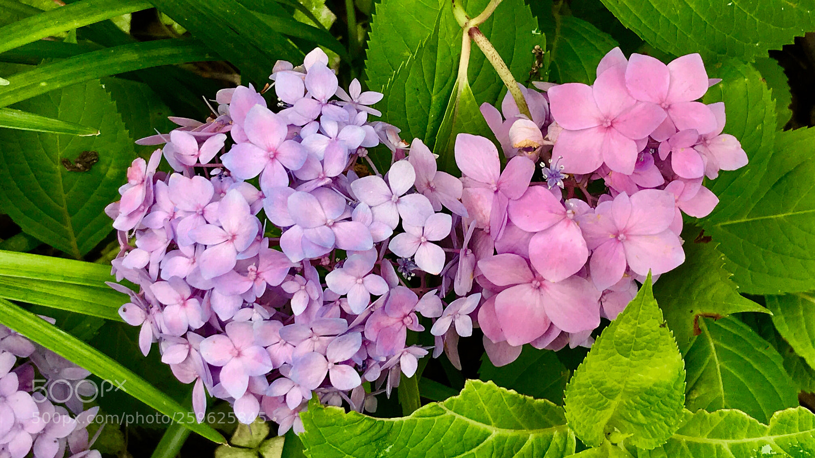 Apple iPhone 7 sample photo. Hydrangea 绣球花 photography