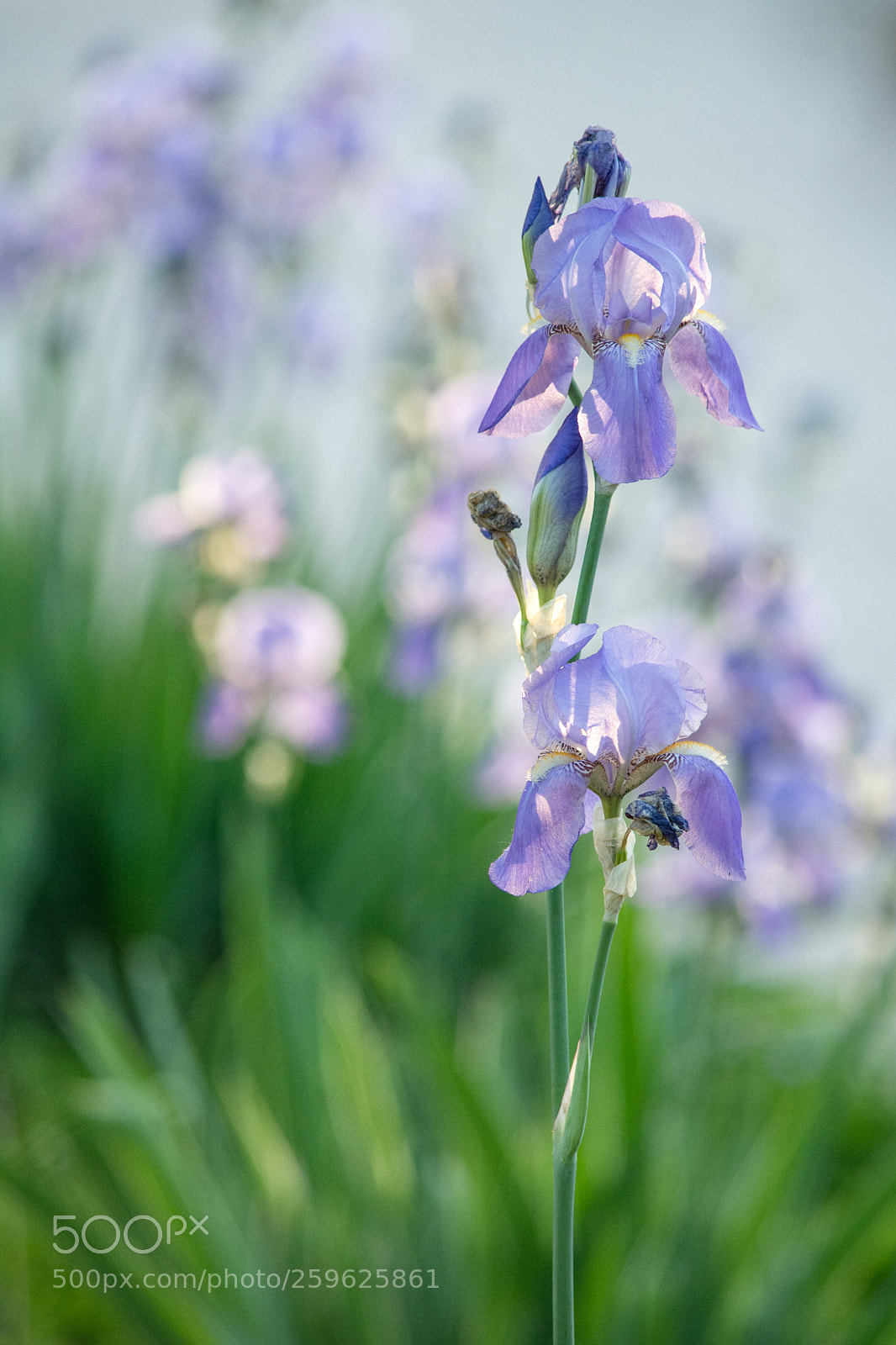 Nikon D7100 sample photo. Channeling monet photography