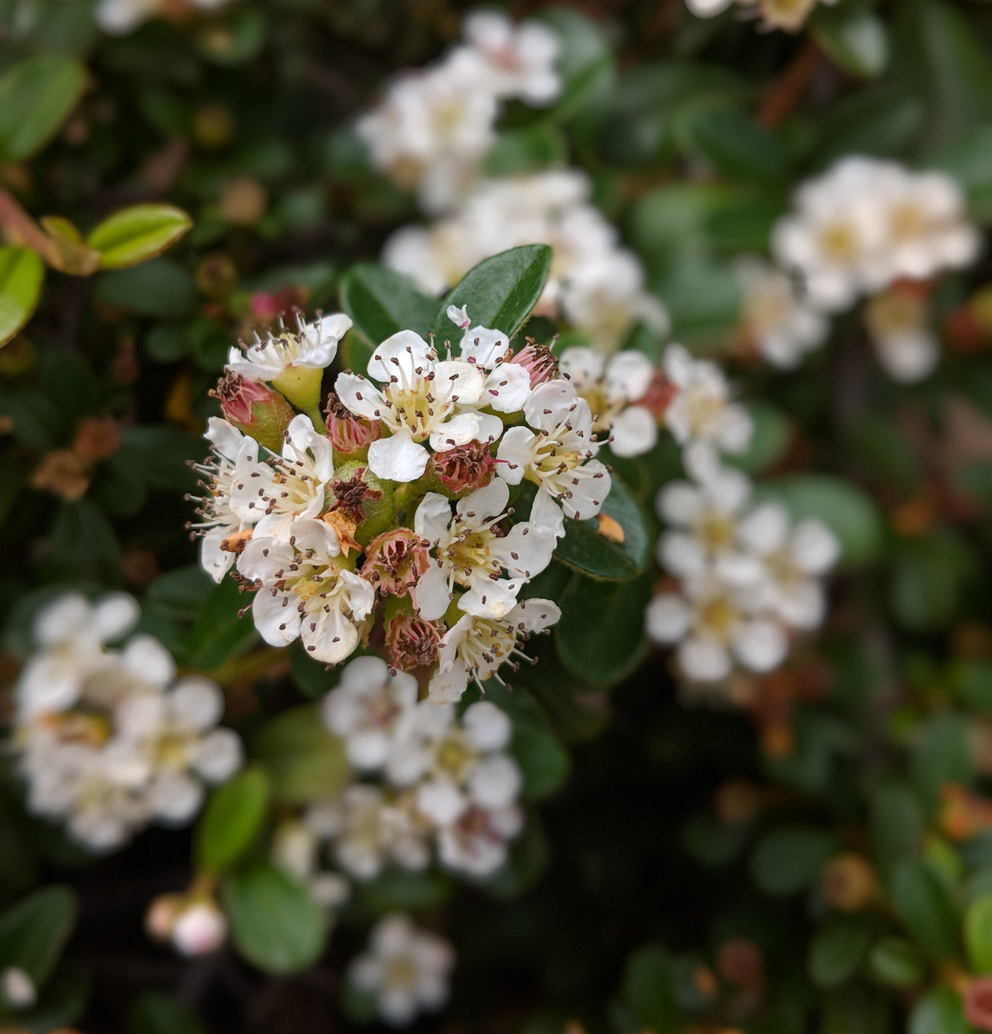Google Pixel 2 XL sample photo