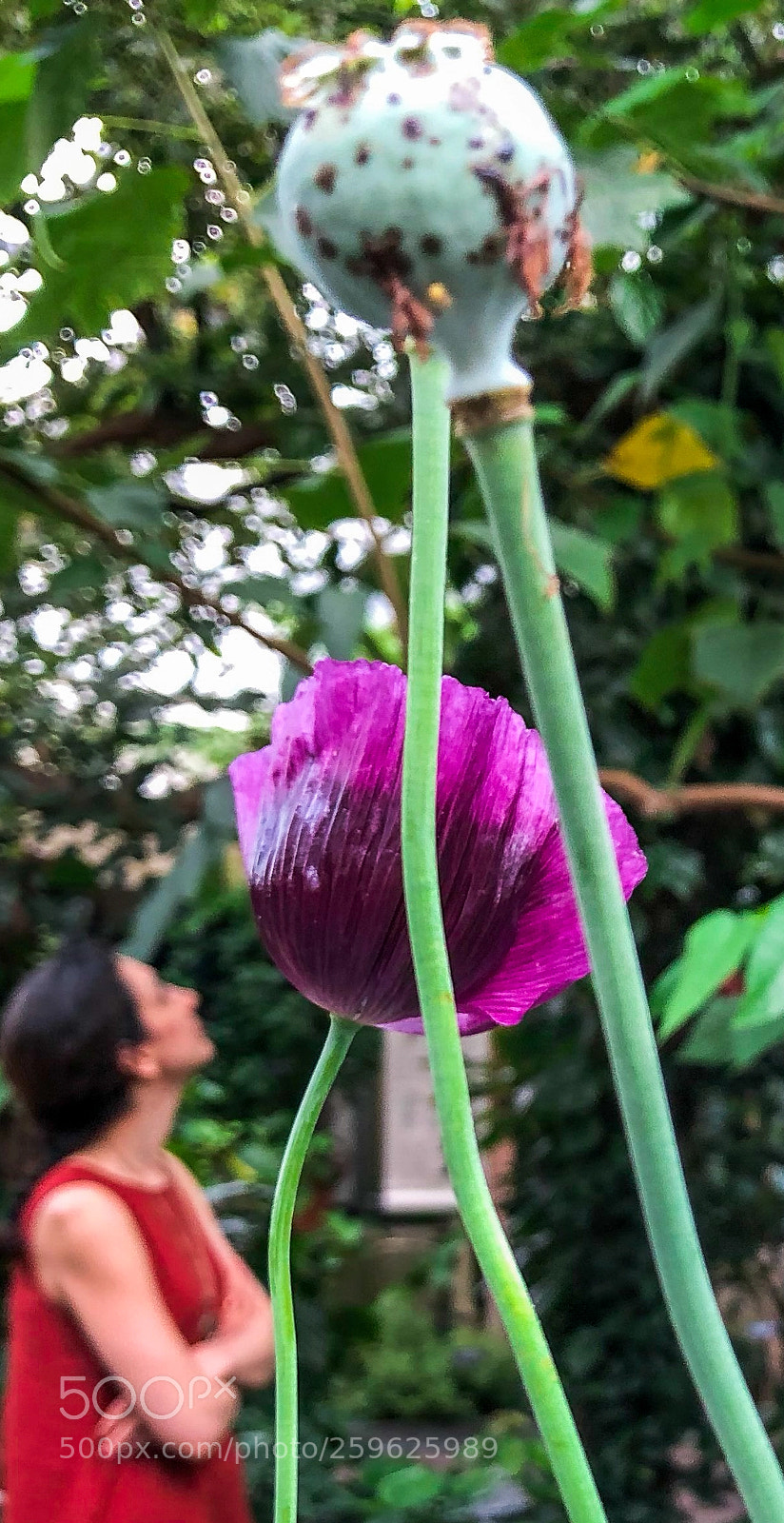 Apple iPhone X sample photo. Opioid photography