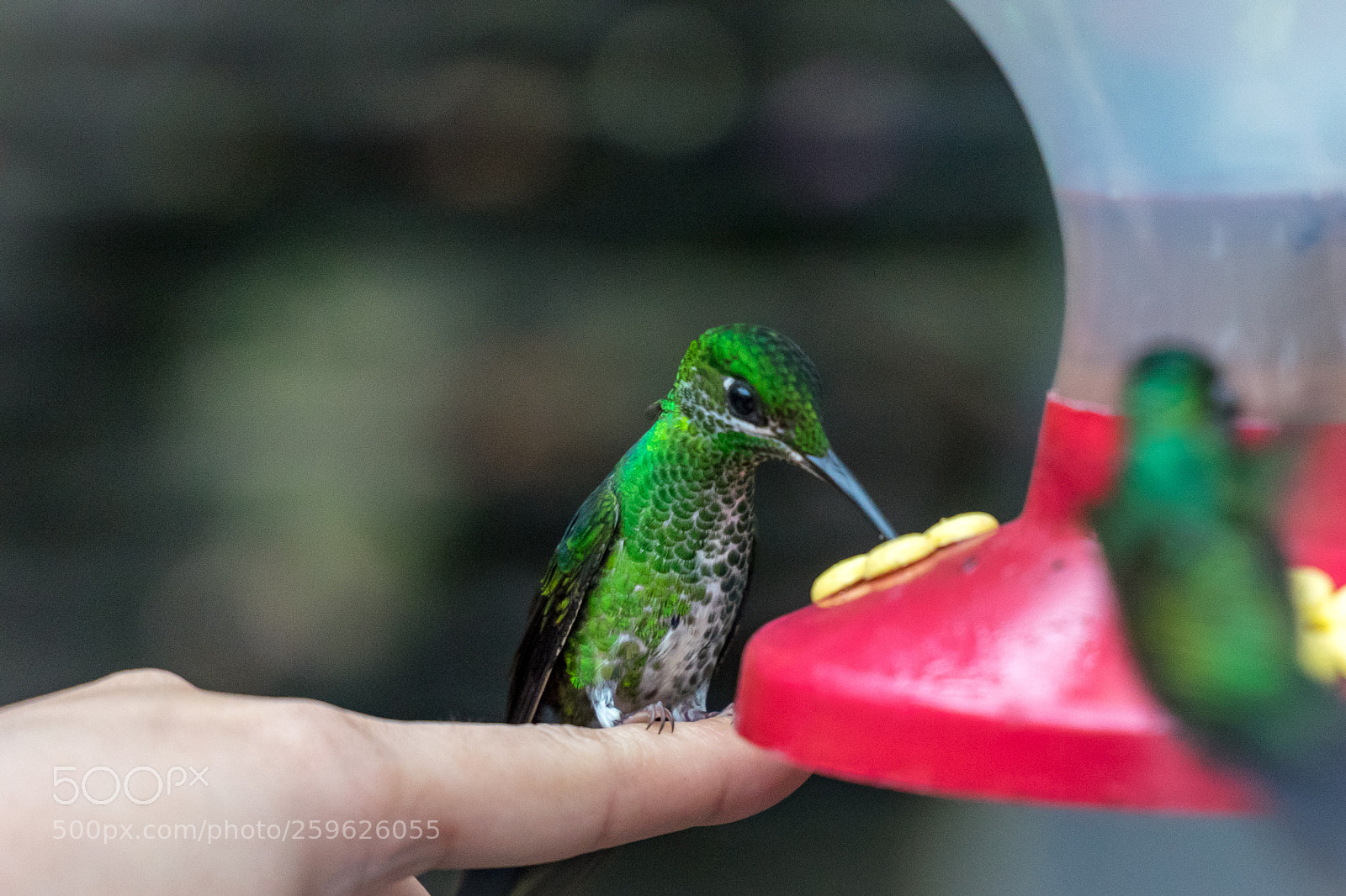 Sony a7R sample photo. Hummingbird photography