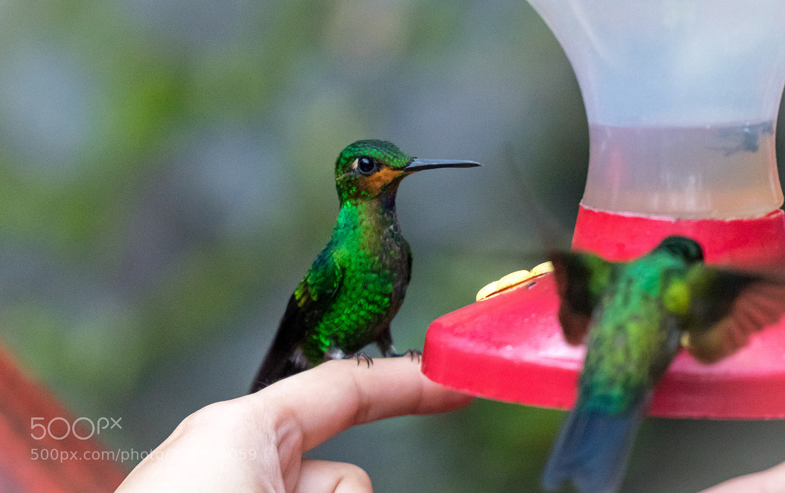 Sony a7R sample photo. Hummingbird photography