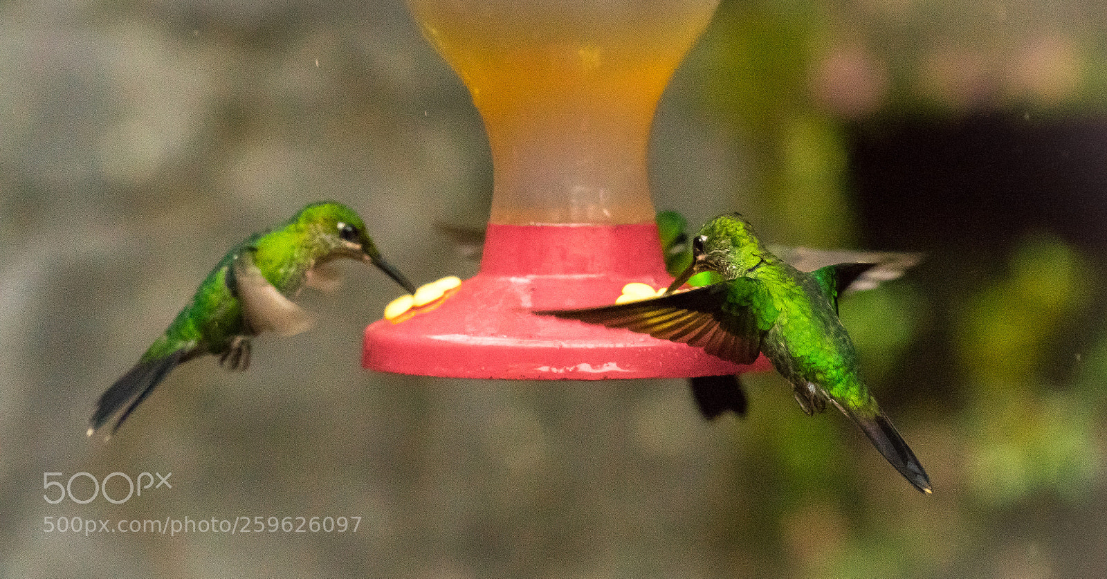 Sony a7R sample photo. Hummingbird photography