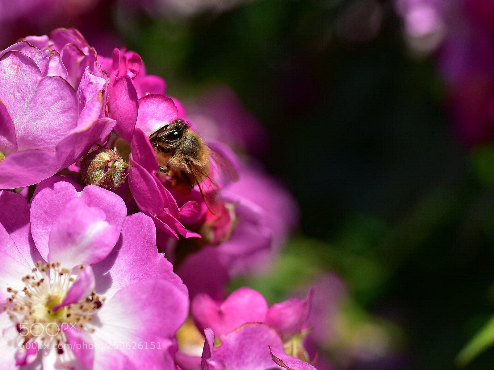 Nikon D810 sample photo. Untitled photography
