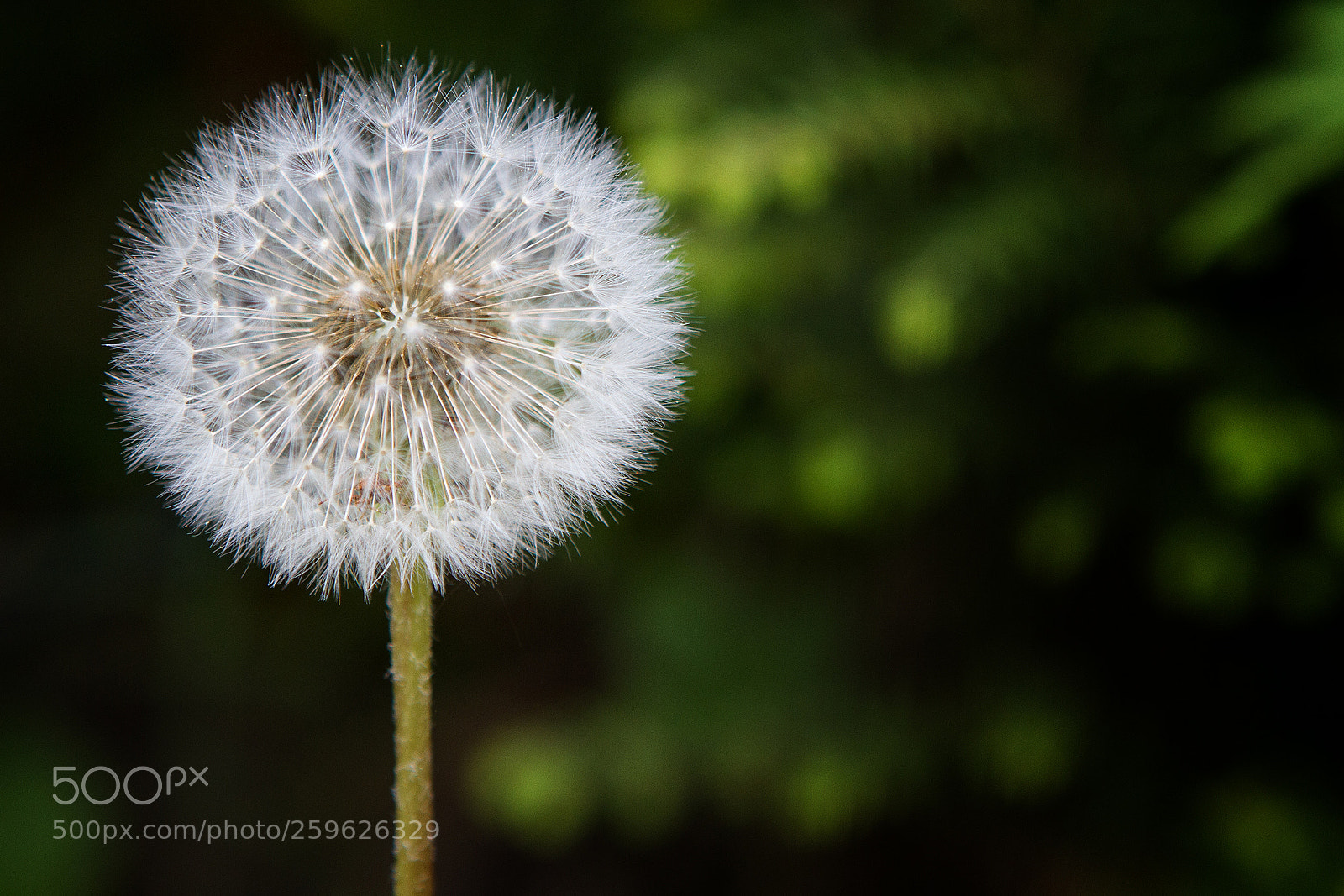 Canon EOS 7D sample photo. Blow photography