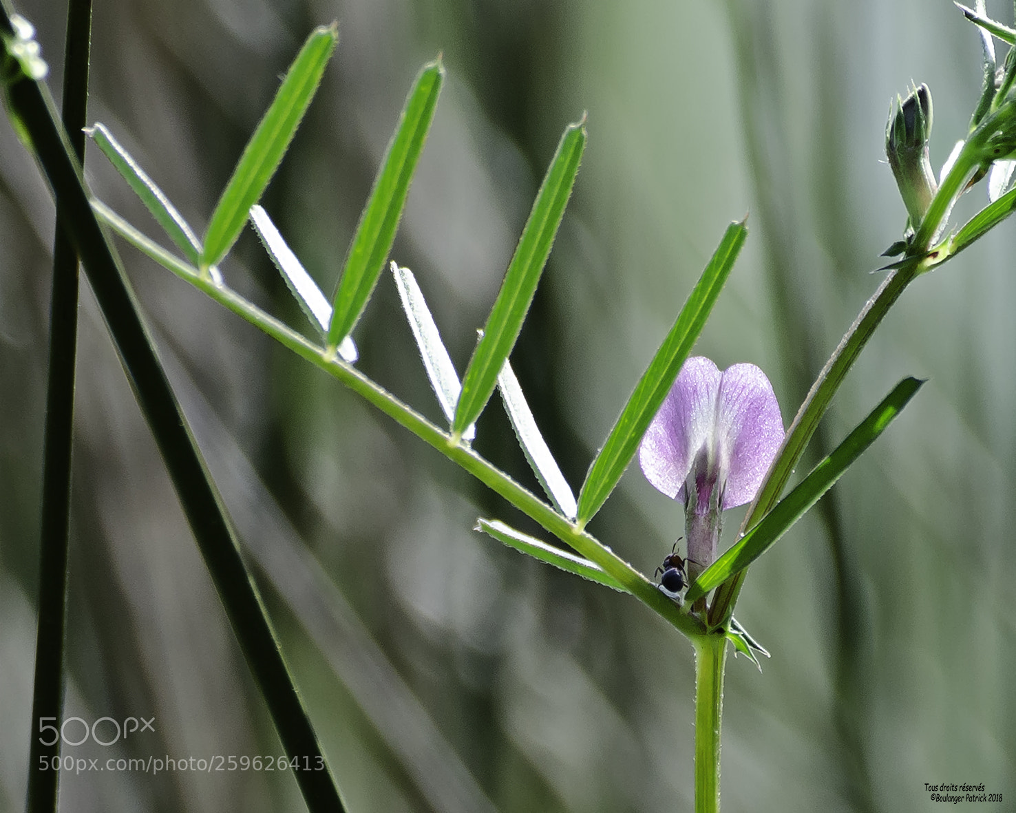 Nikon D7000 sample photo. Fleur photography