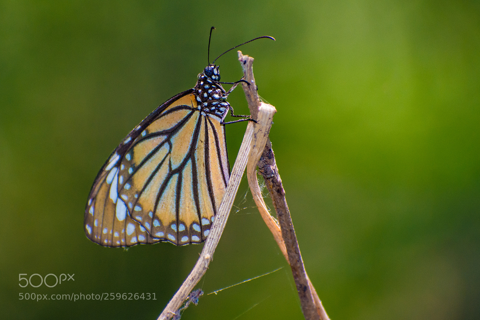 Nikon D7200 sample photo. Butterfly... photography