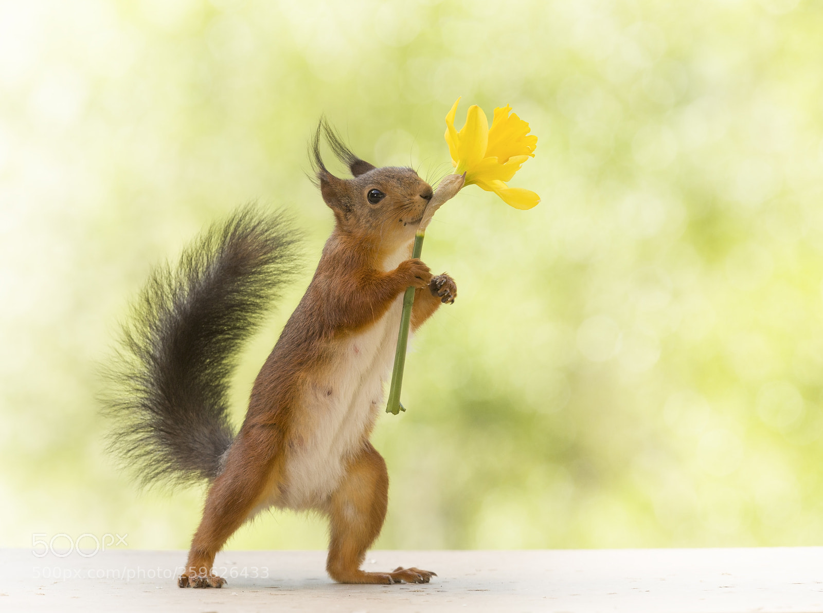 Nikon D810 sample photo. Red squirrel is holding photography