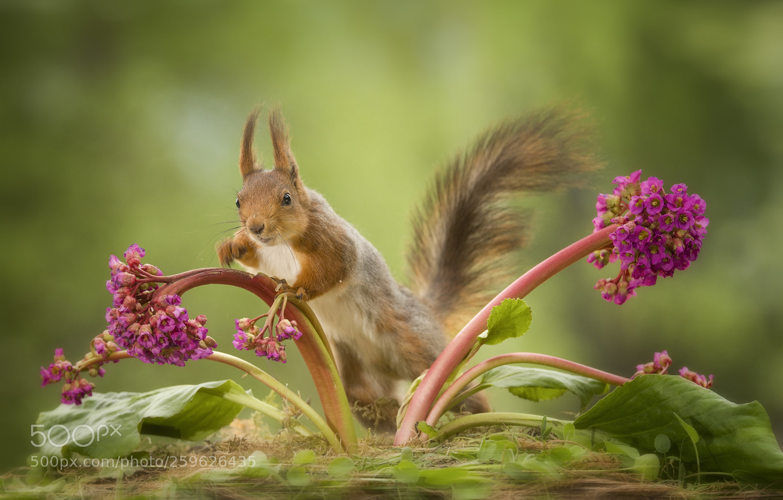 Nikon D810 sample photo. Red squirrel starts to photography