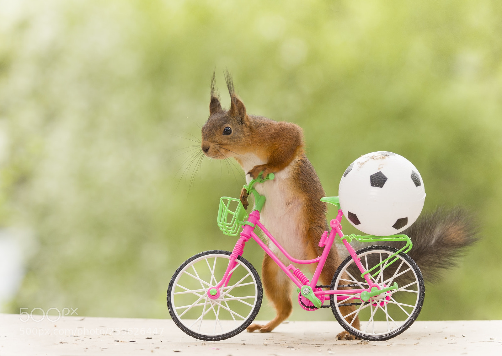 Nikon D810 sample photo. Red squirrel with an photography