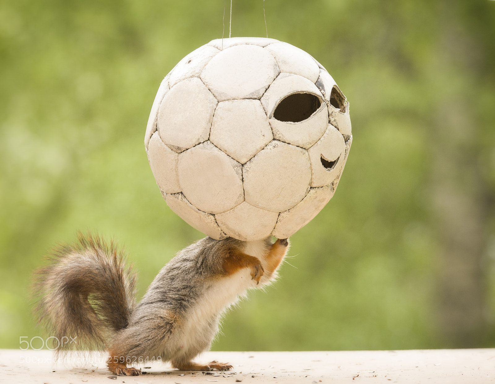 Nikon D810 sample photo. Red squirrel is standing photography