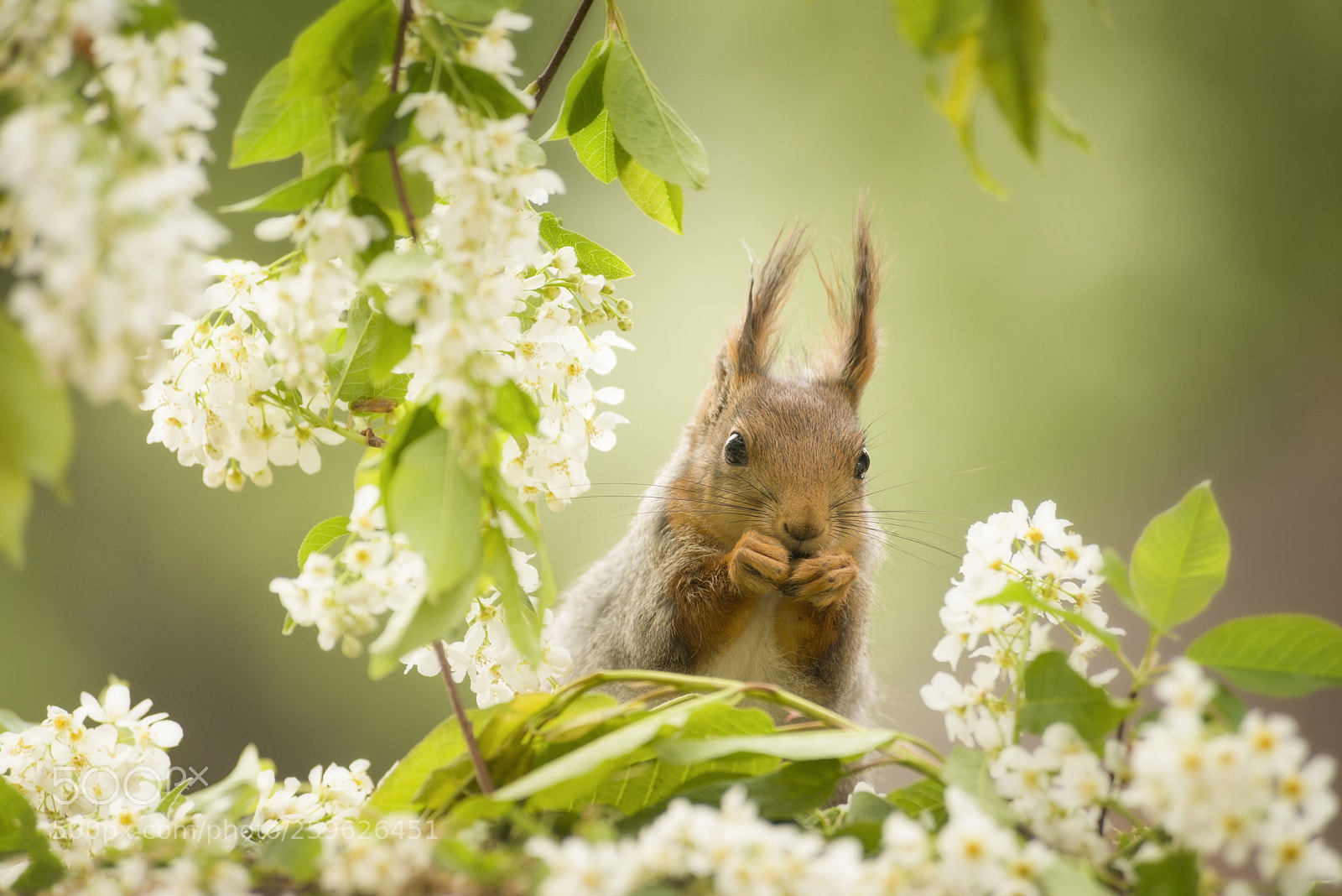 Nikon D810 sample photo. Red squirrel is standing photography