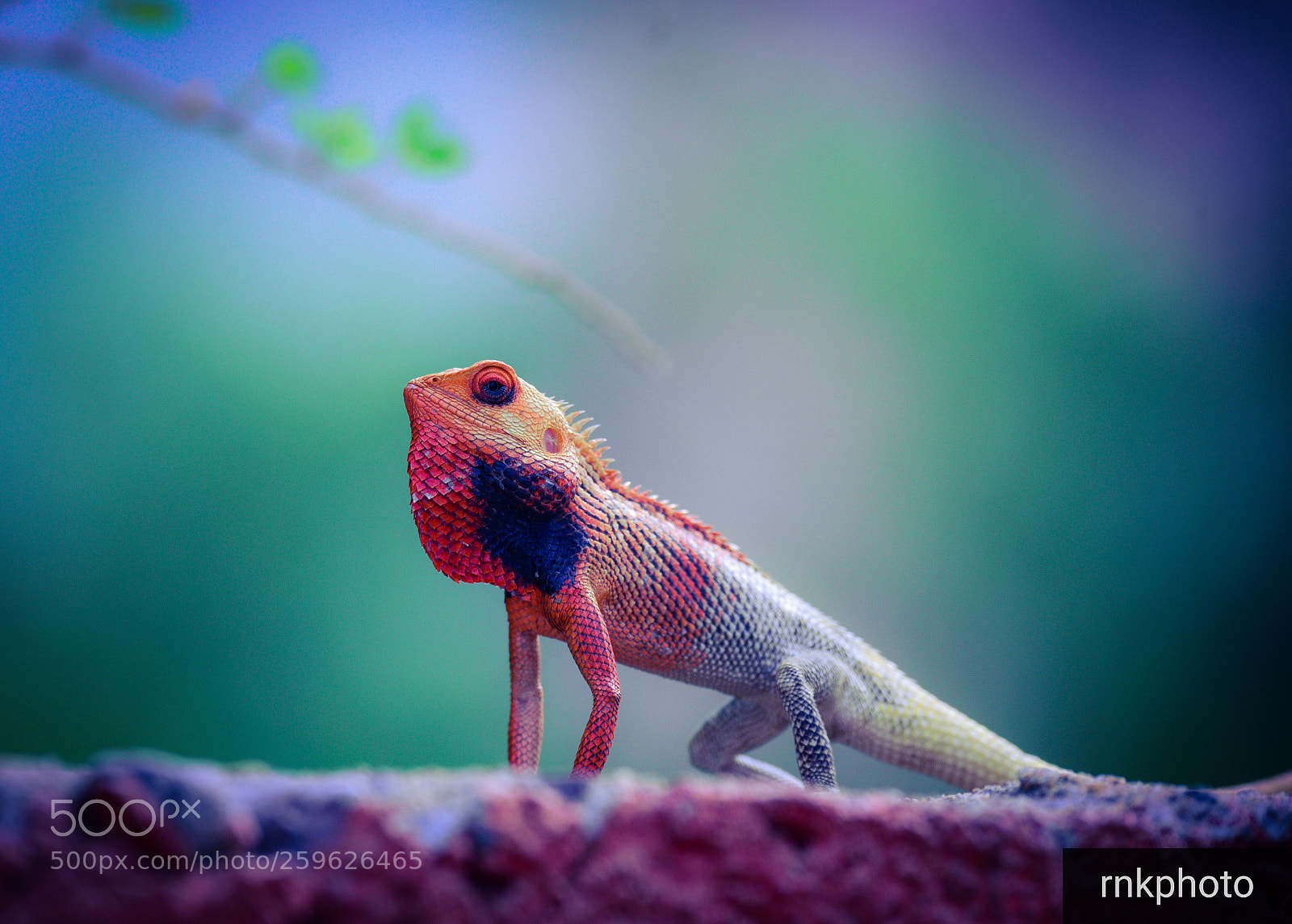 Nikon D750 sample photo. Chameleon photography