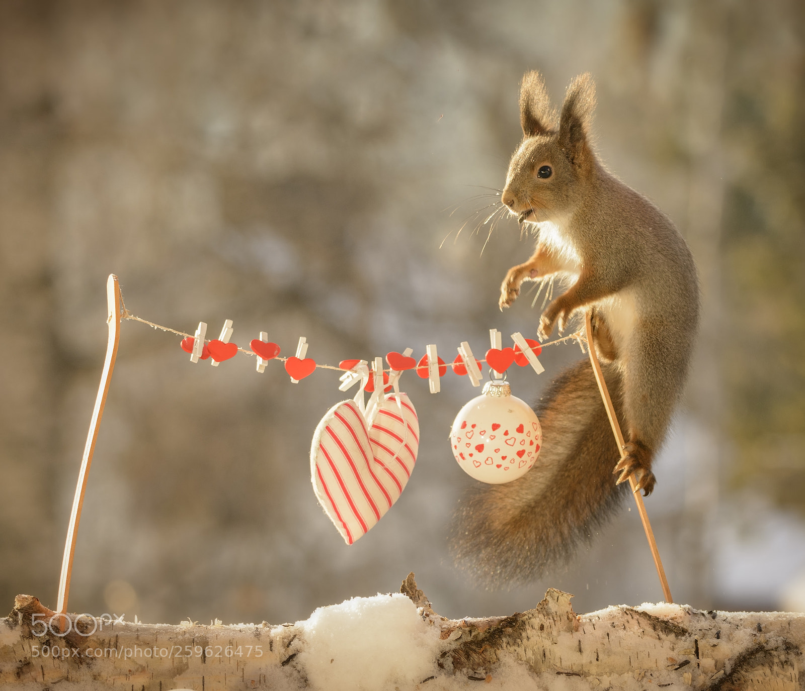 Nikon D7100 sample photo. Red squirrel is standing photography