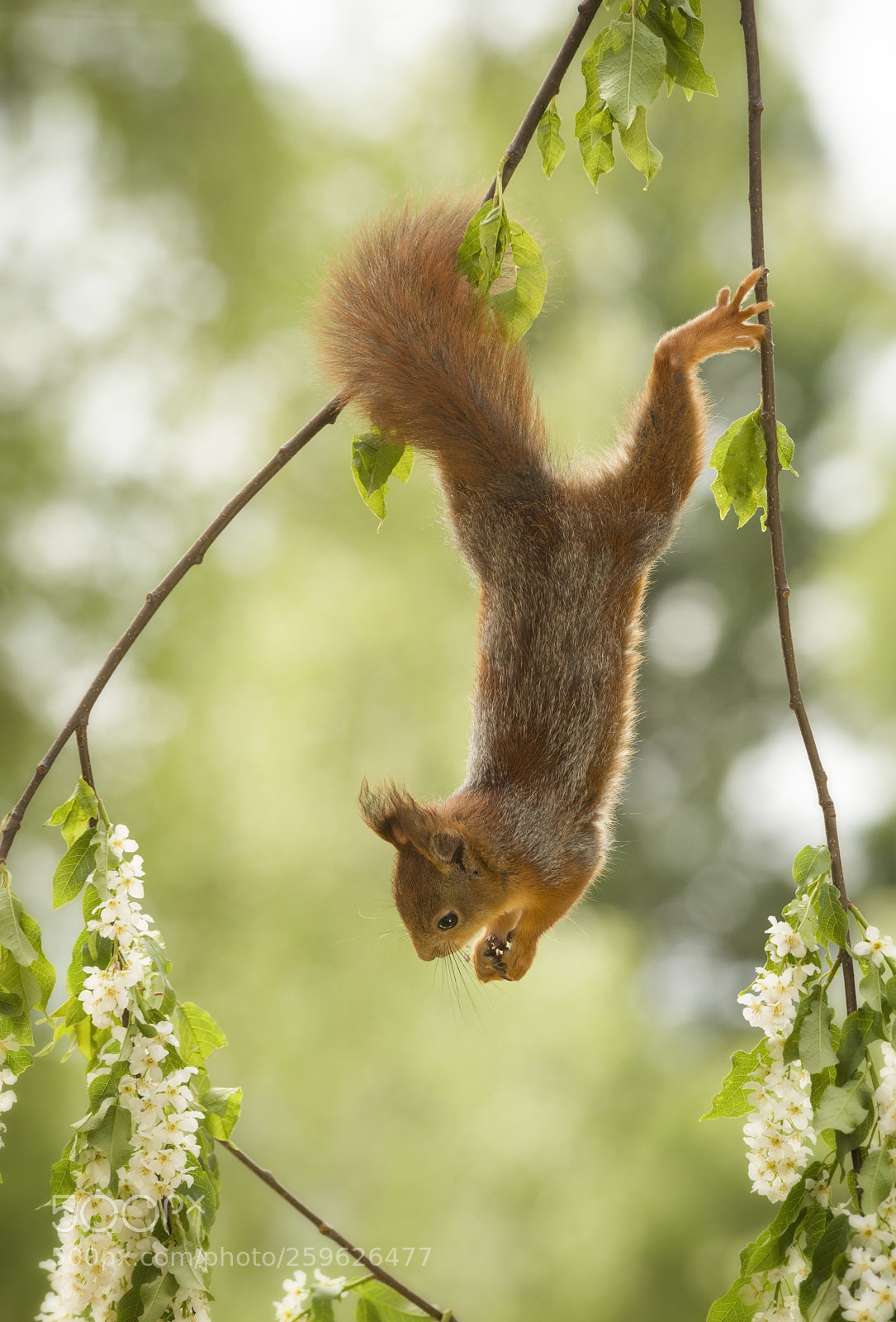 Nikon D810 sample photo. Red squirrel at branch photography