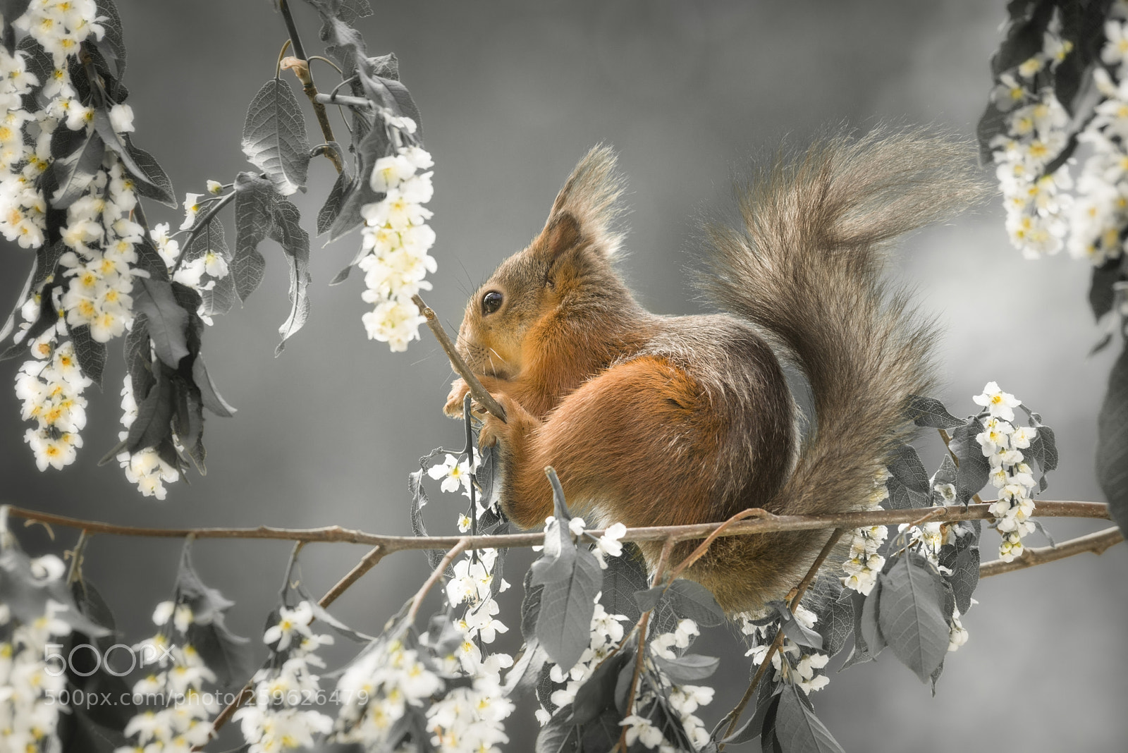 Nikon D810 sample photo. Red squirrel is sitting photography