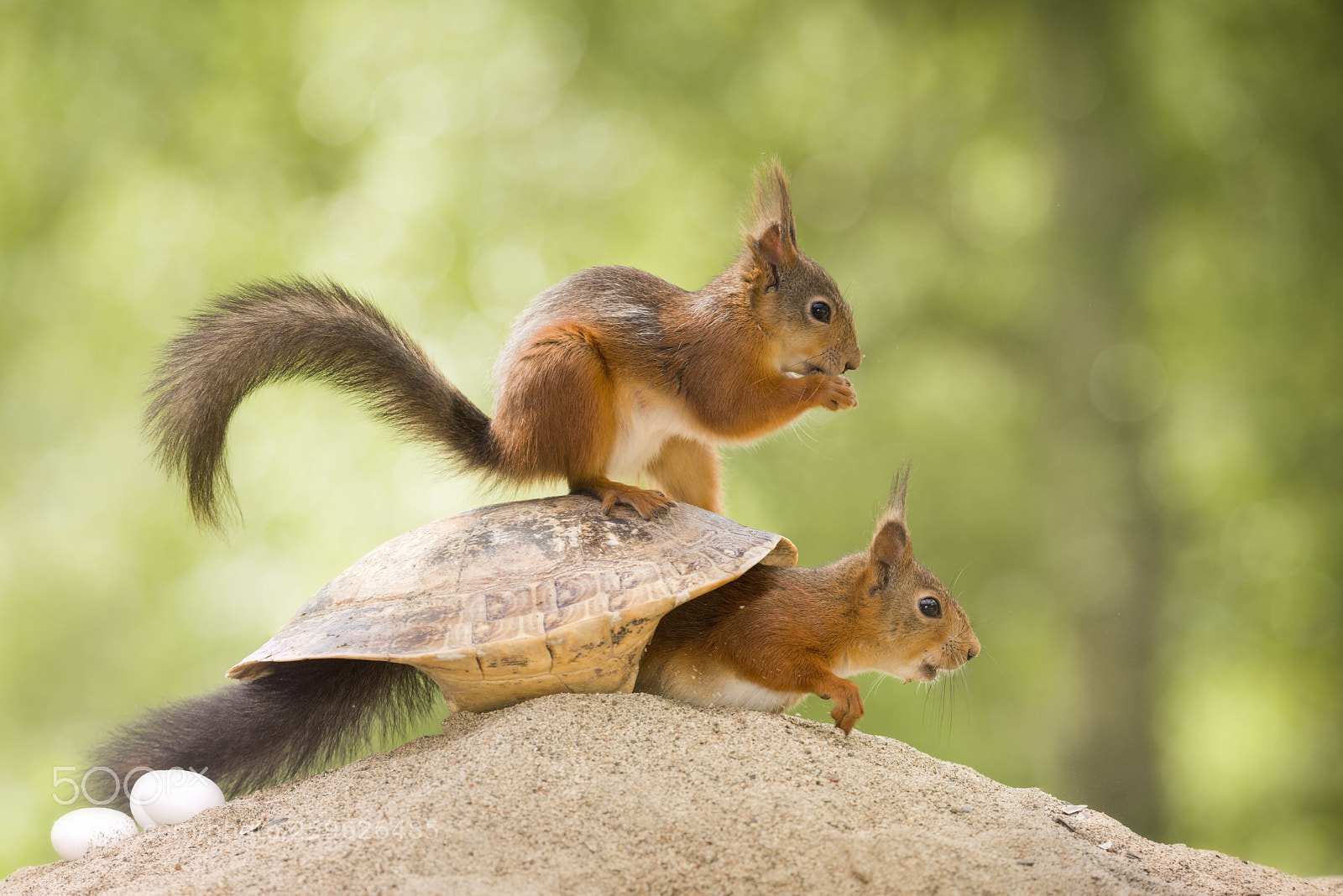 Nikon D810 sample photo. Red squirrels are sitting photography