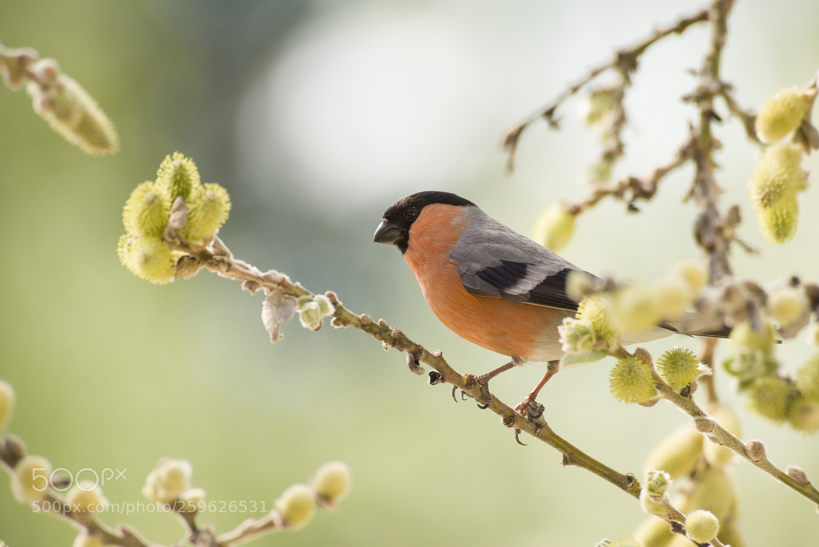 Nikon D810 sample photo. Male bullfinch is standing photography