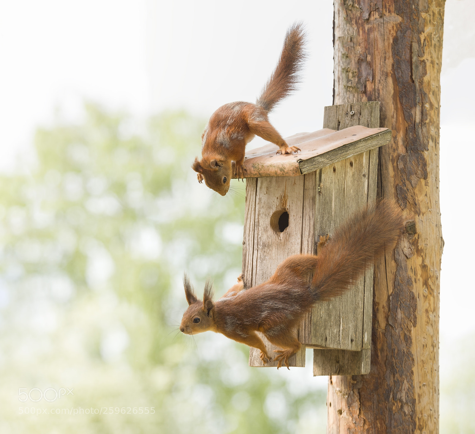 Nikon D810 sample photo. Red squirrels holding on photography