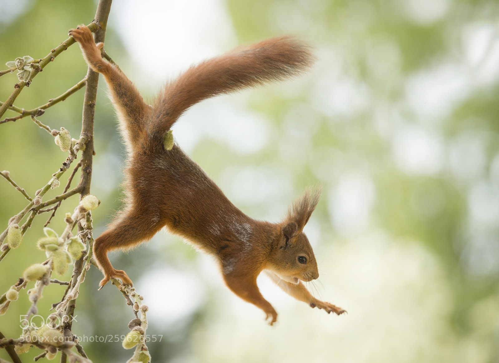 Nikon D810 sample photo. Red squirrel is hanging photography