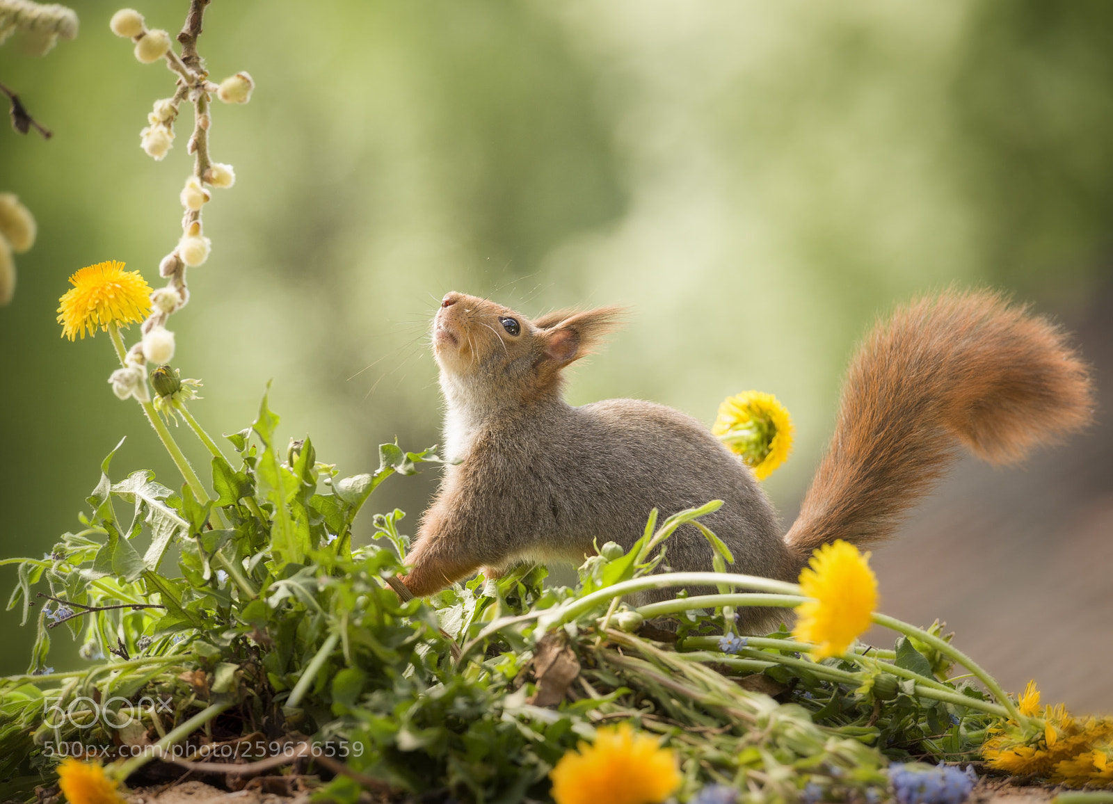 Nikon D810 sample photo. Red squirrel looking up photography