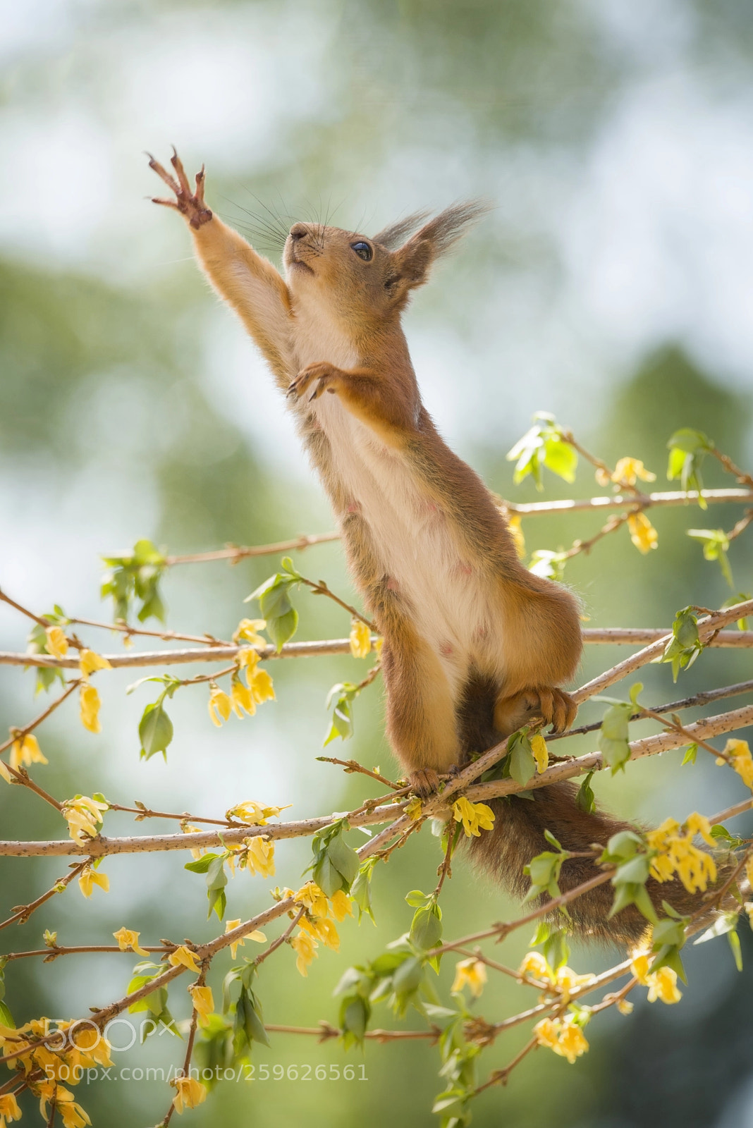 Nikon D810 sample photo. Red squirrel is reaching photography