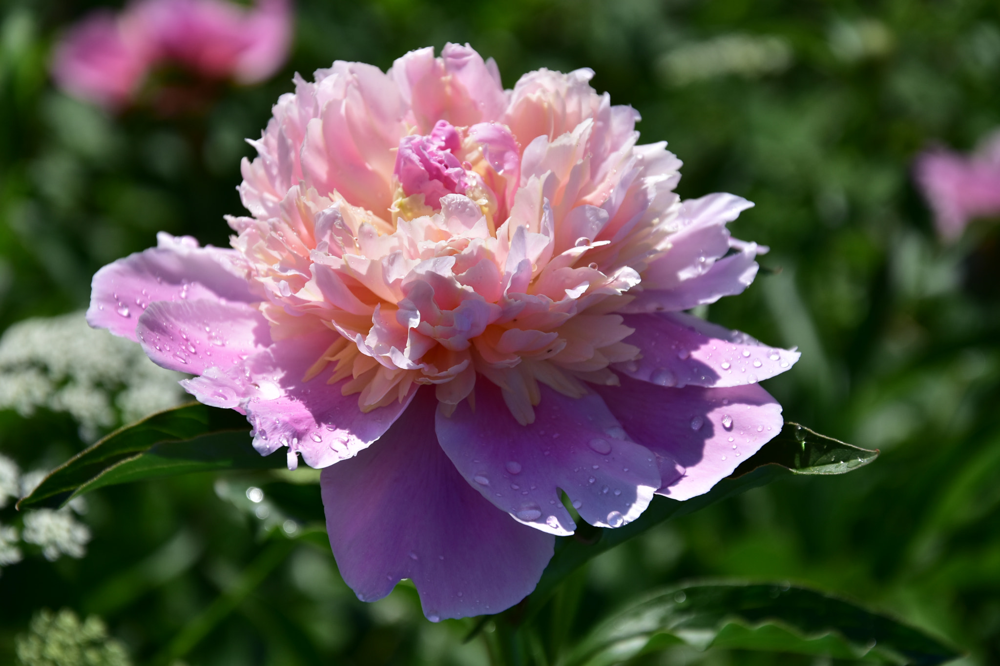 Nikon D5600 sample photo. Dsc photography